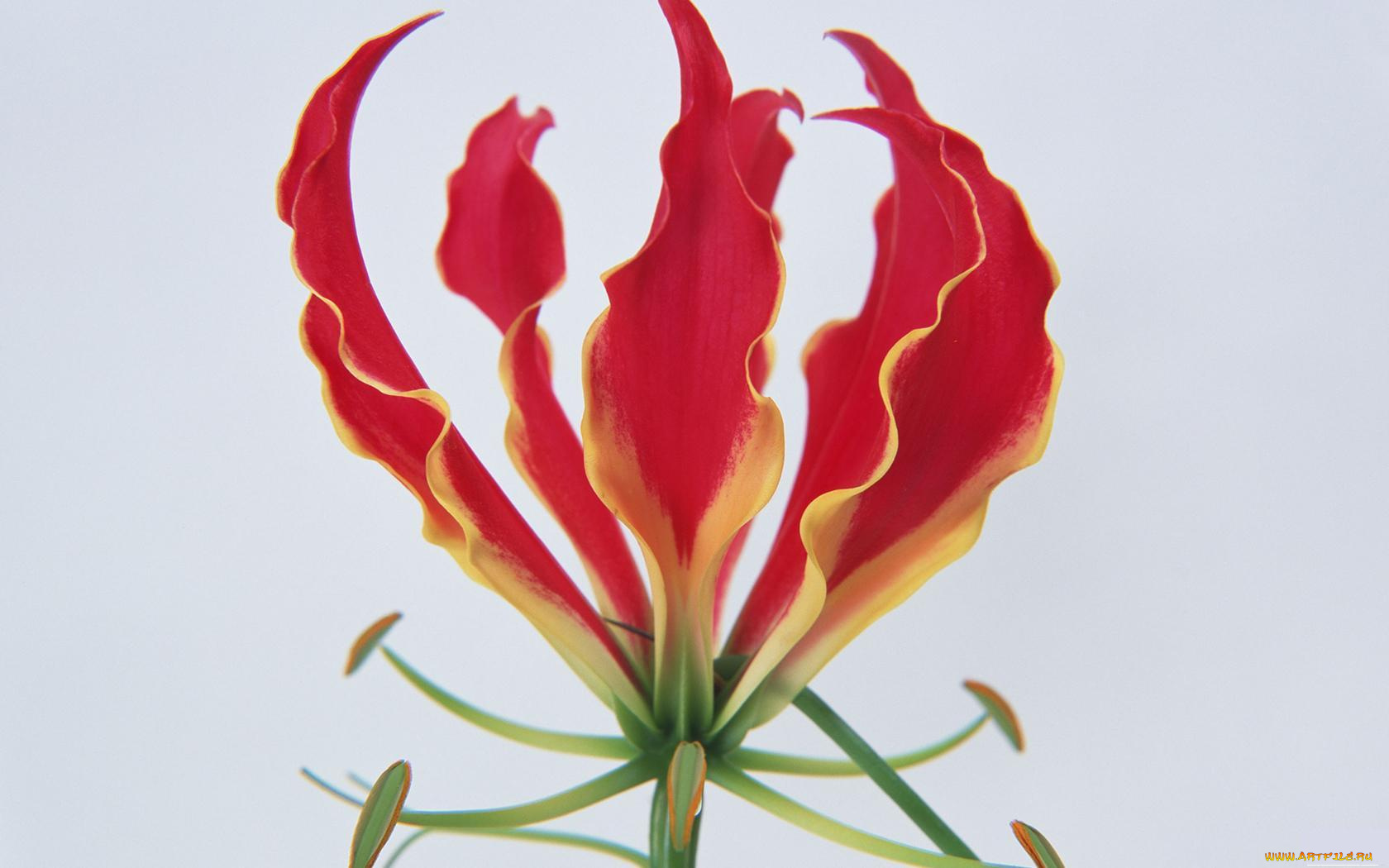 цветы, глориоза