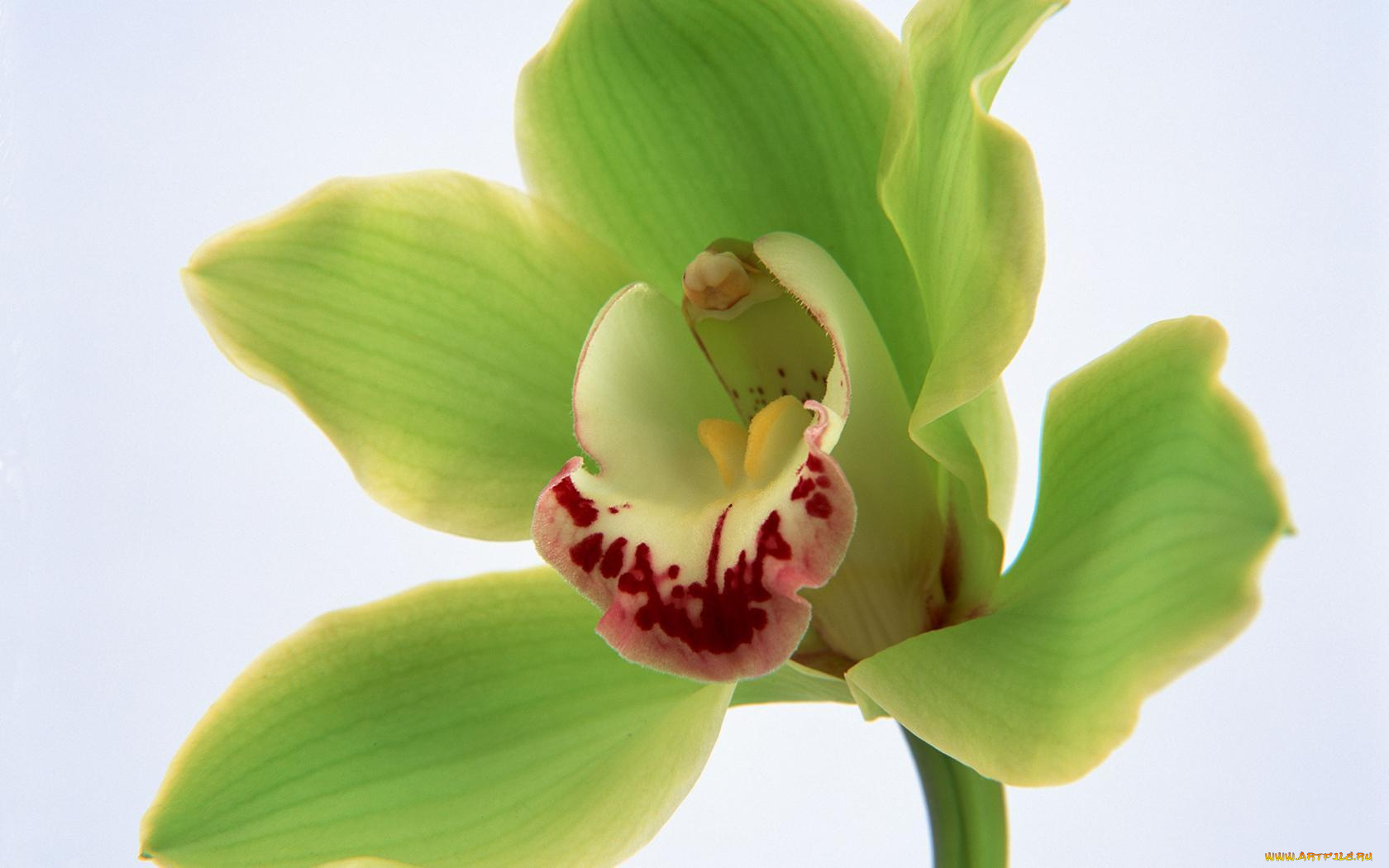 цветы, орхидеи