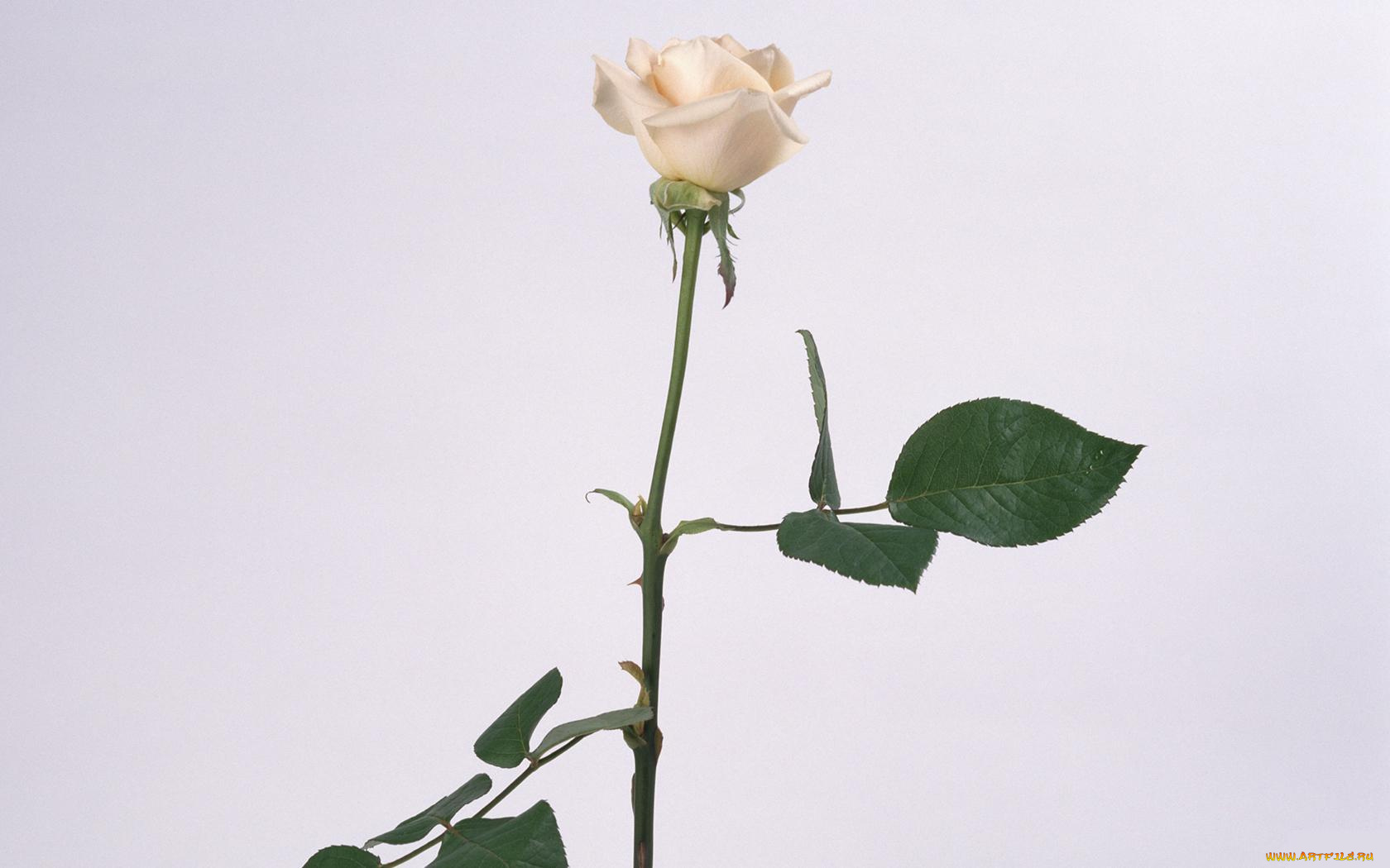 цветы, розы