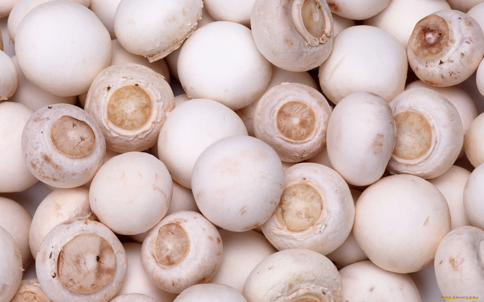 еда, грибы, грибные, блюда