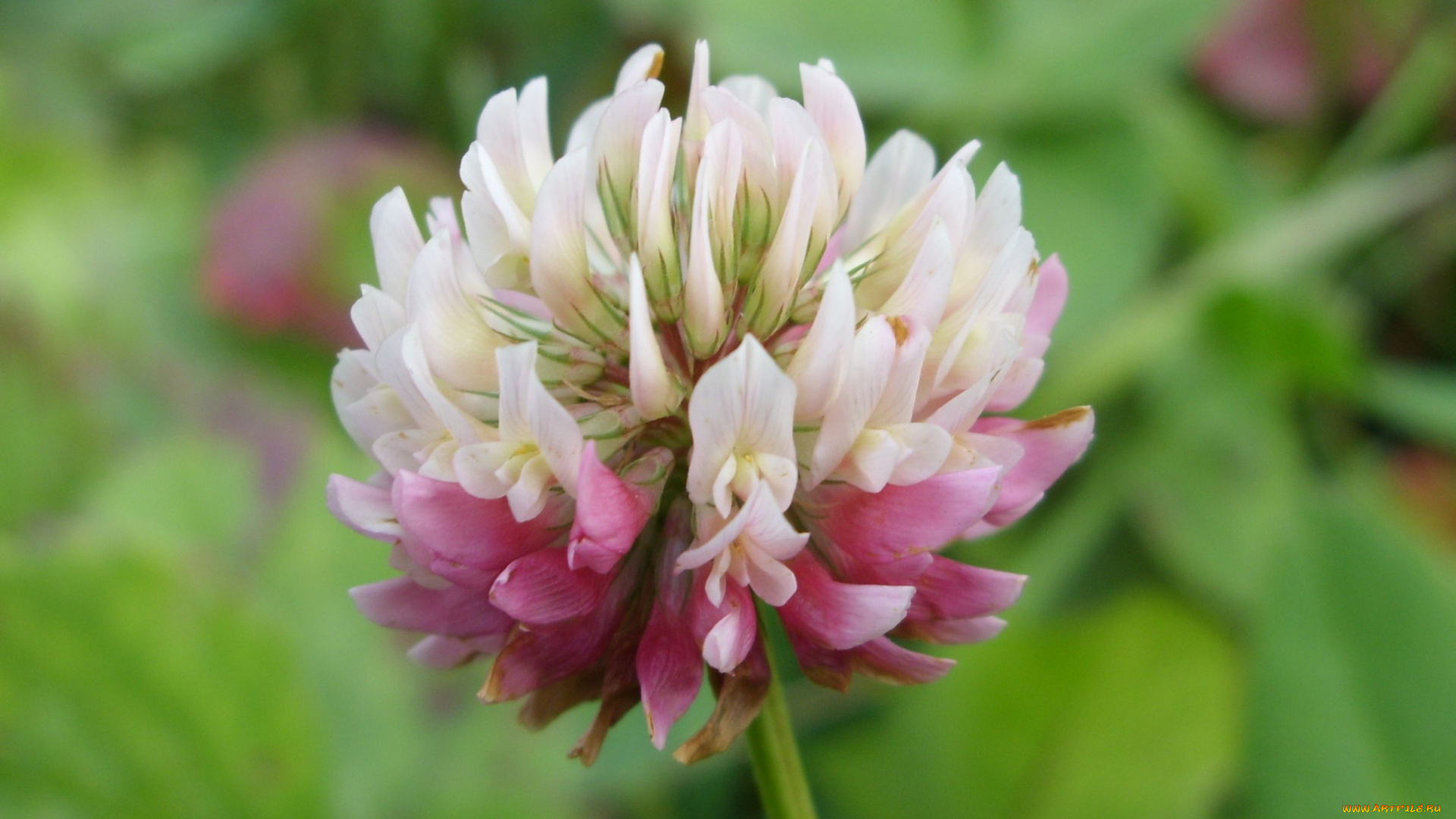 цветы, луговые, полевые