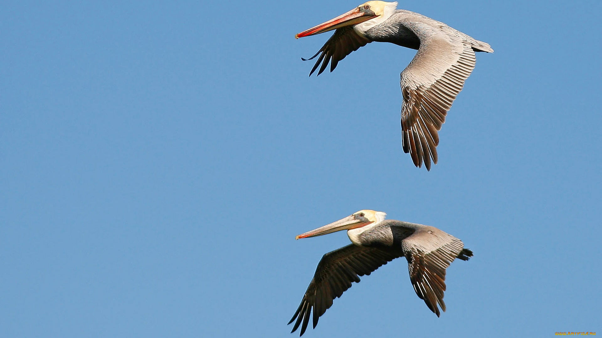 животные, пеликаны