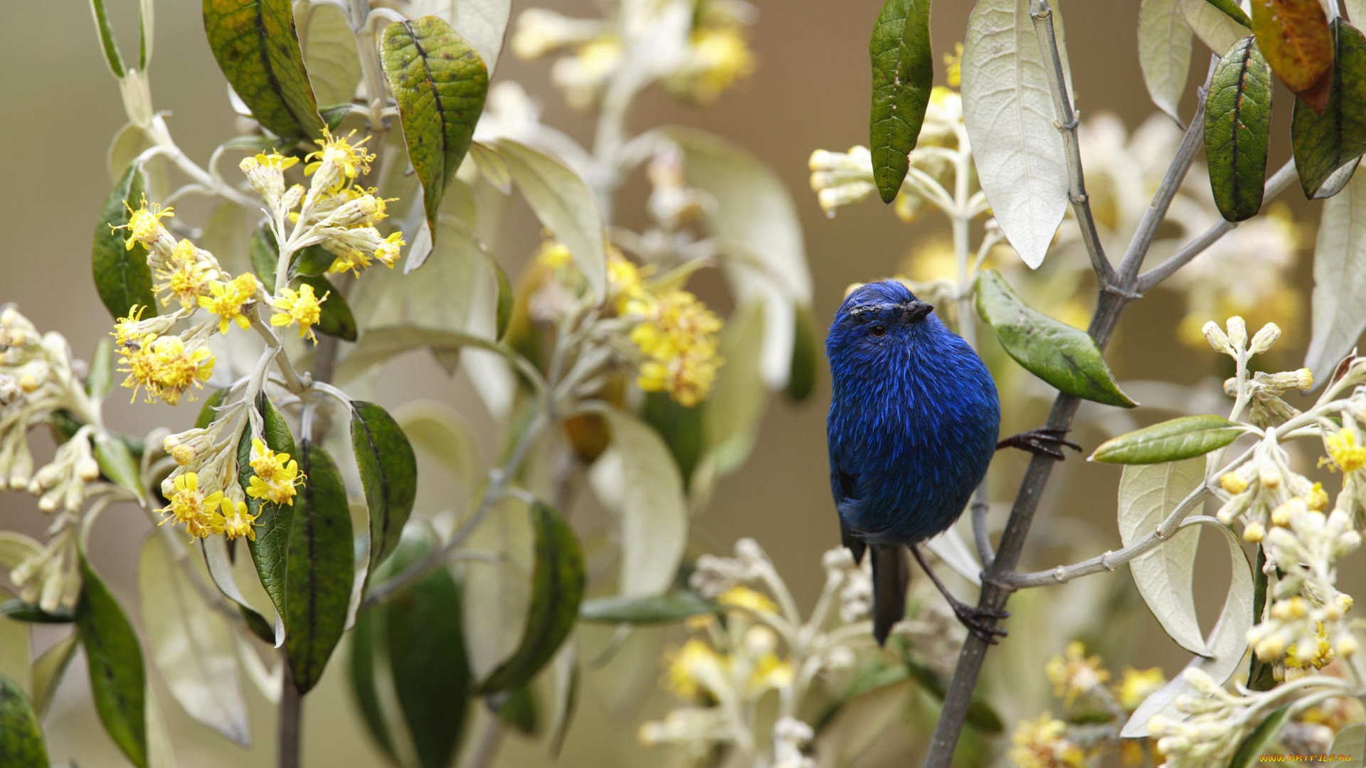 животные, птицы