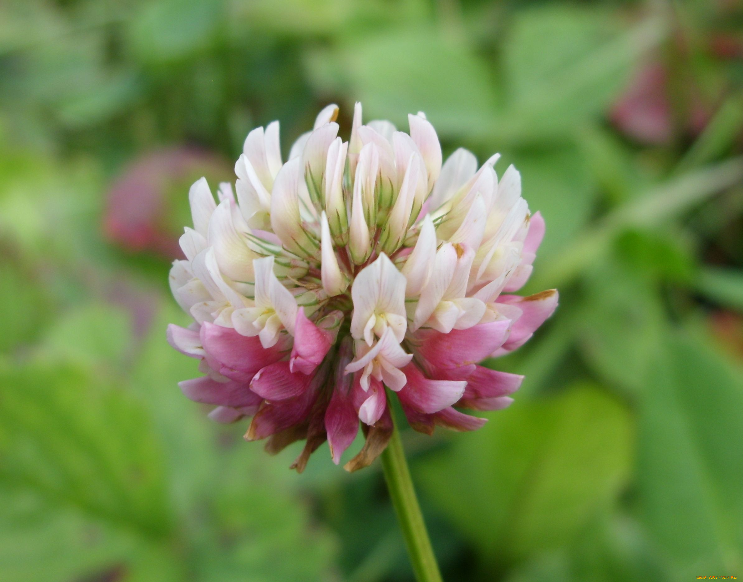 цветы, луговые, полевые