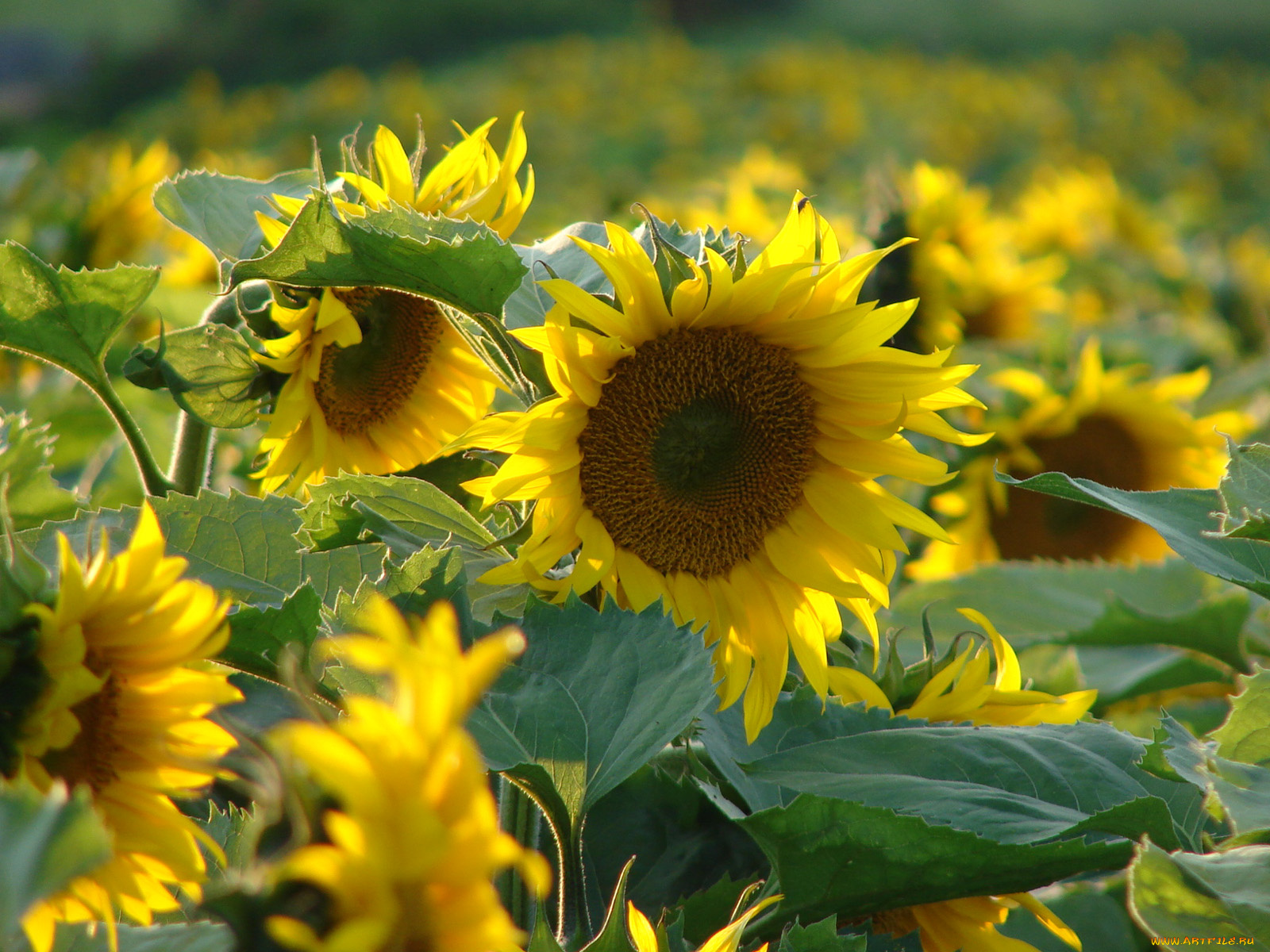 цветы, подсолнухи, солнечный, цветок