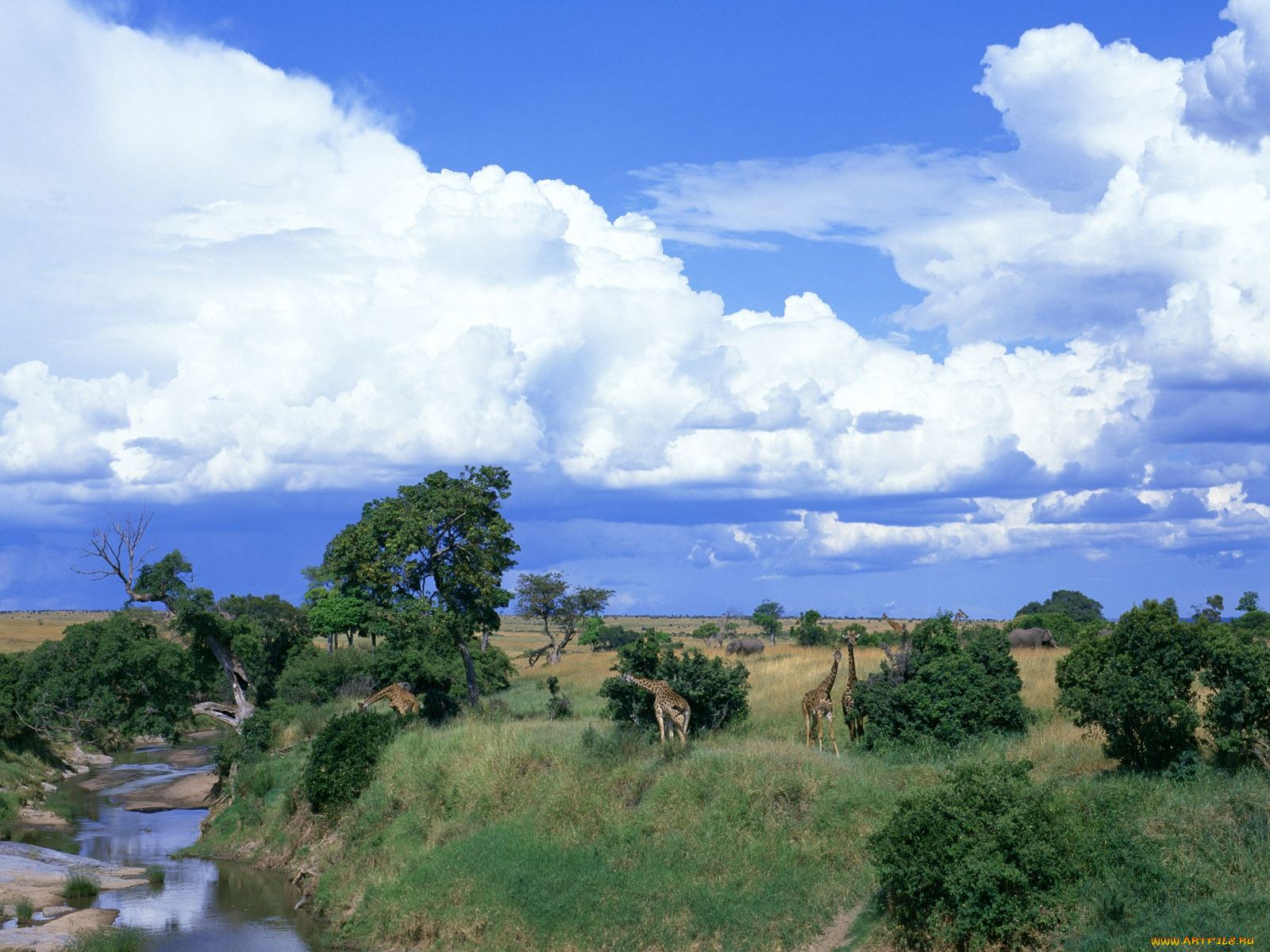 животные, разные, вместе, жираф, слон, африка