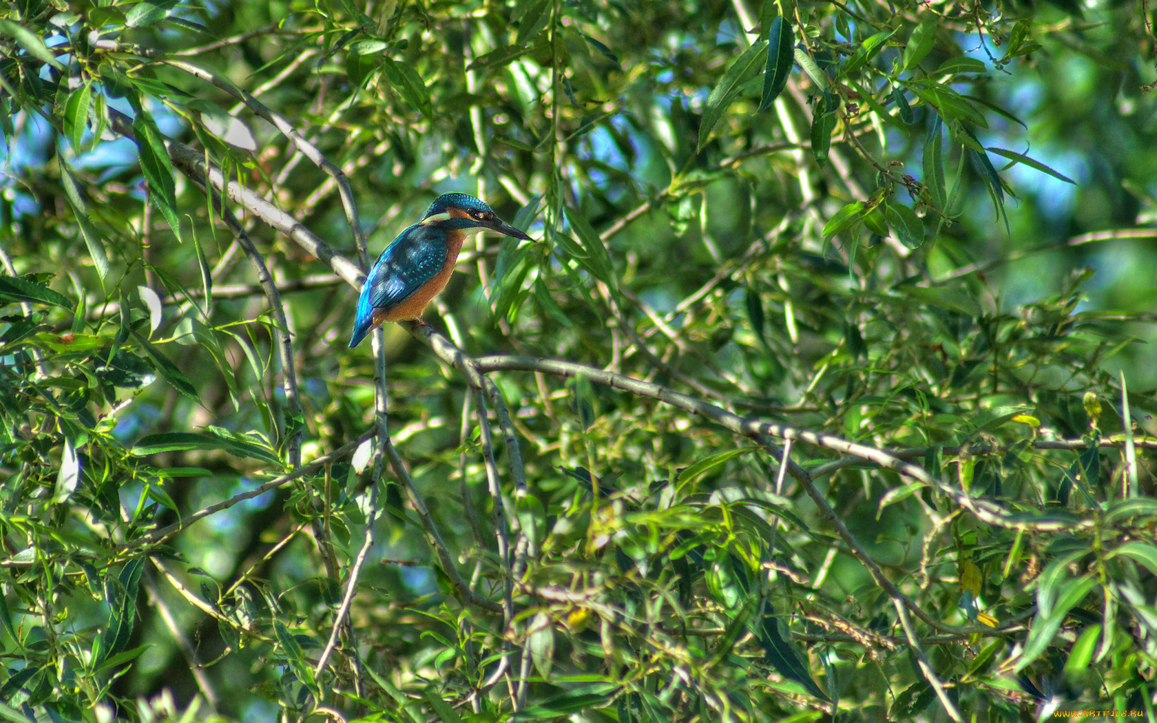 животные, зимородки, синее, оперение