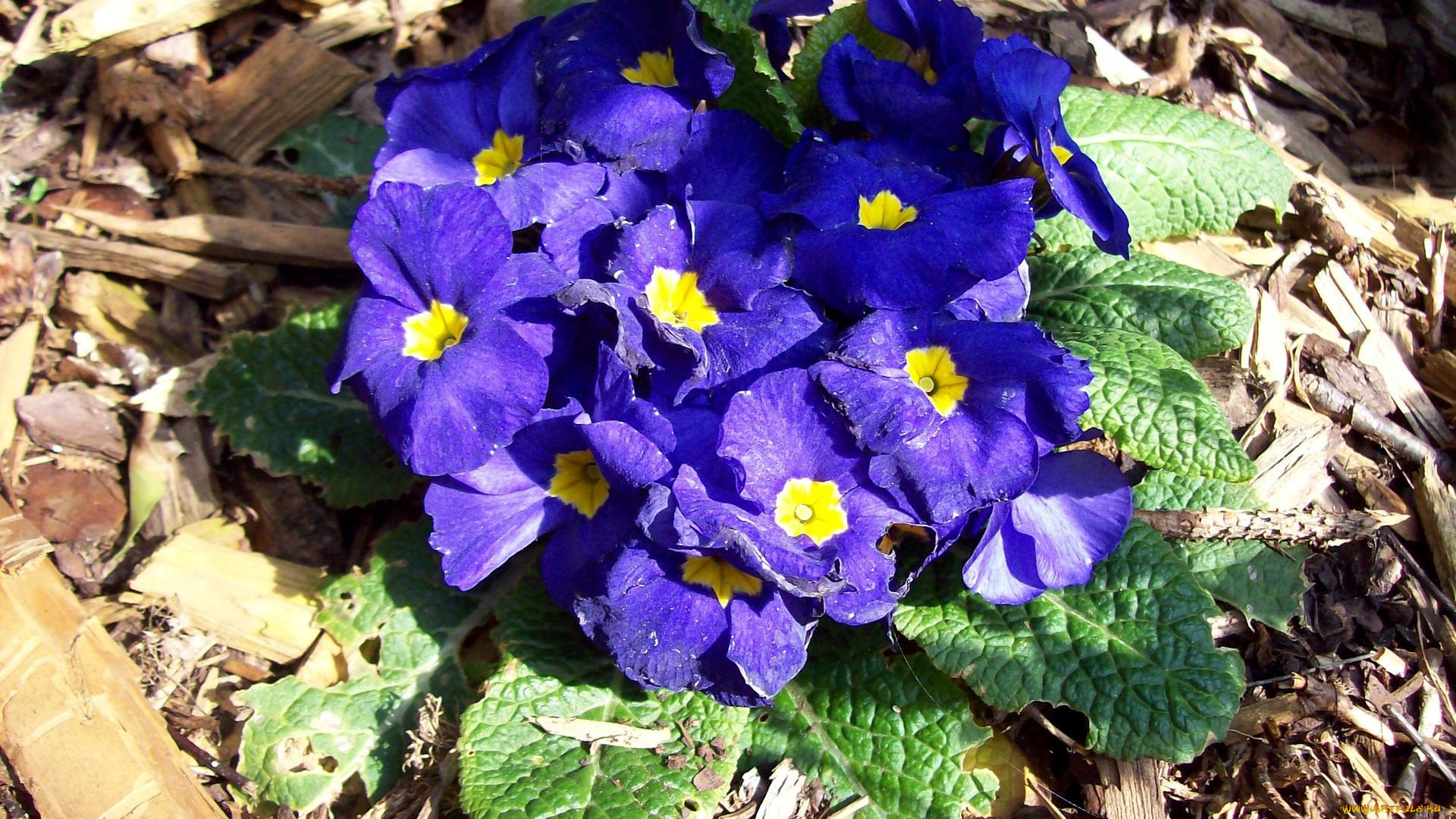 цветы, примулы, синий, весна