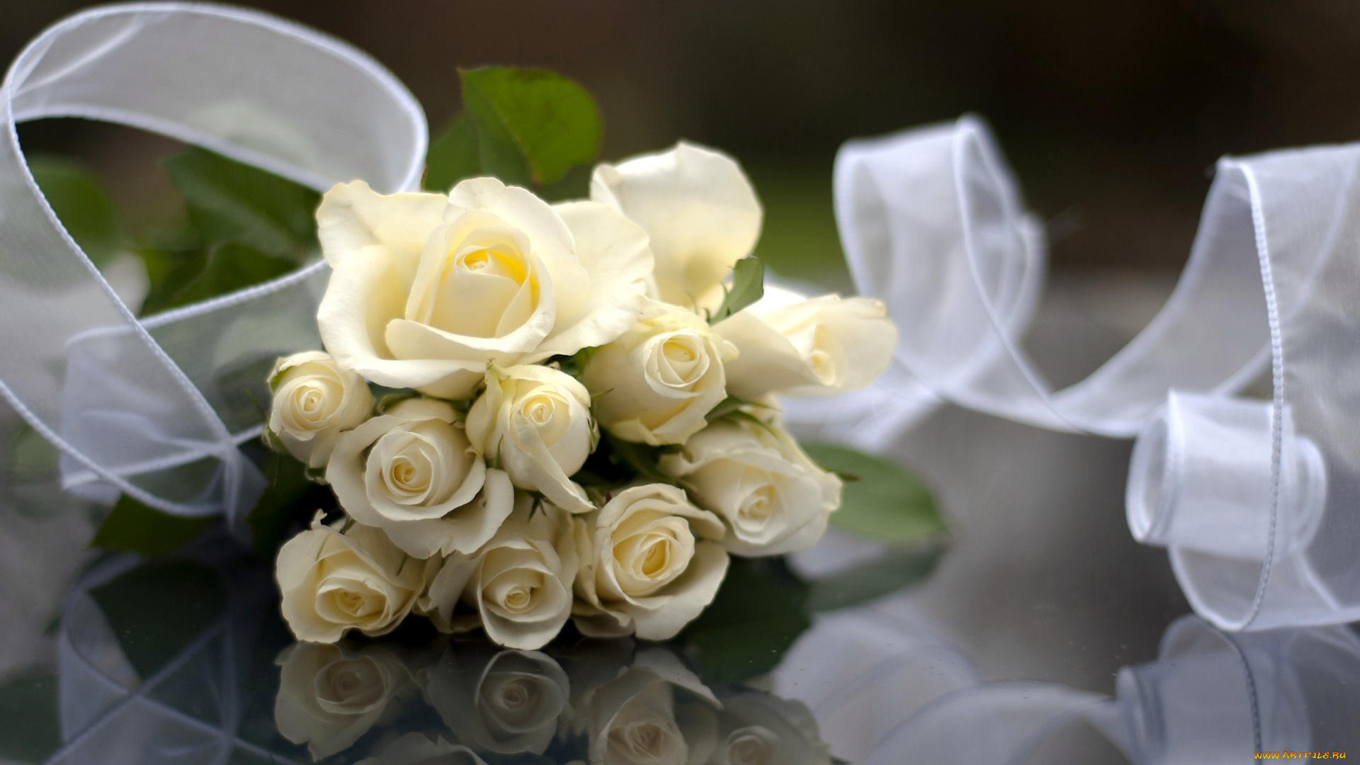цветы, розы, лента, белый