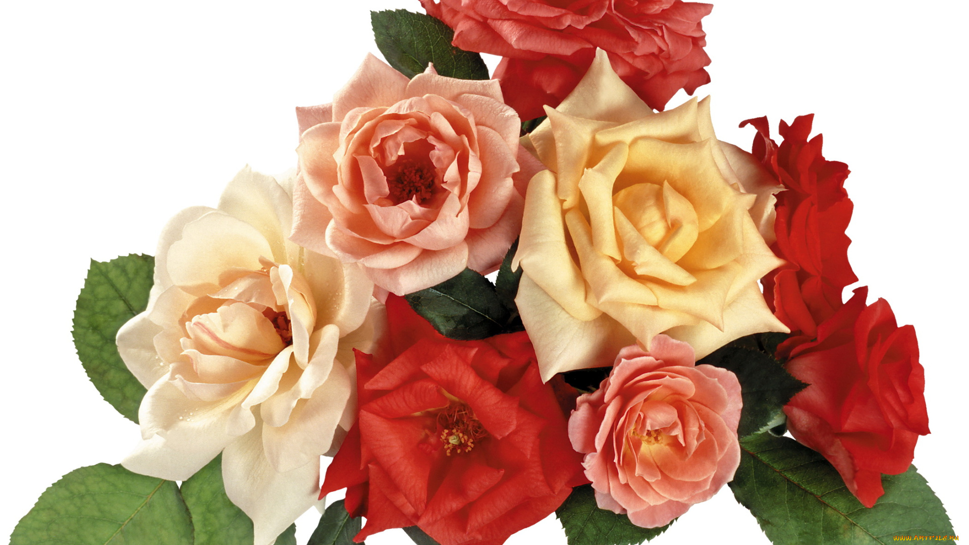 цветы, розы, розовые, кремовые, красные