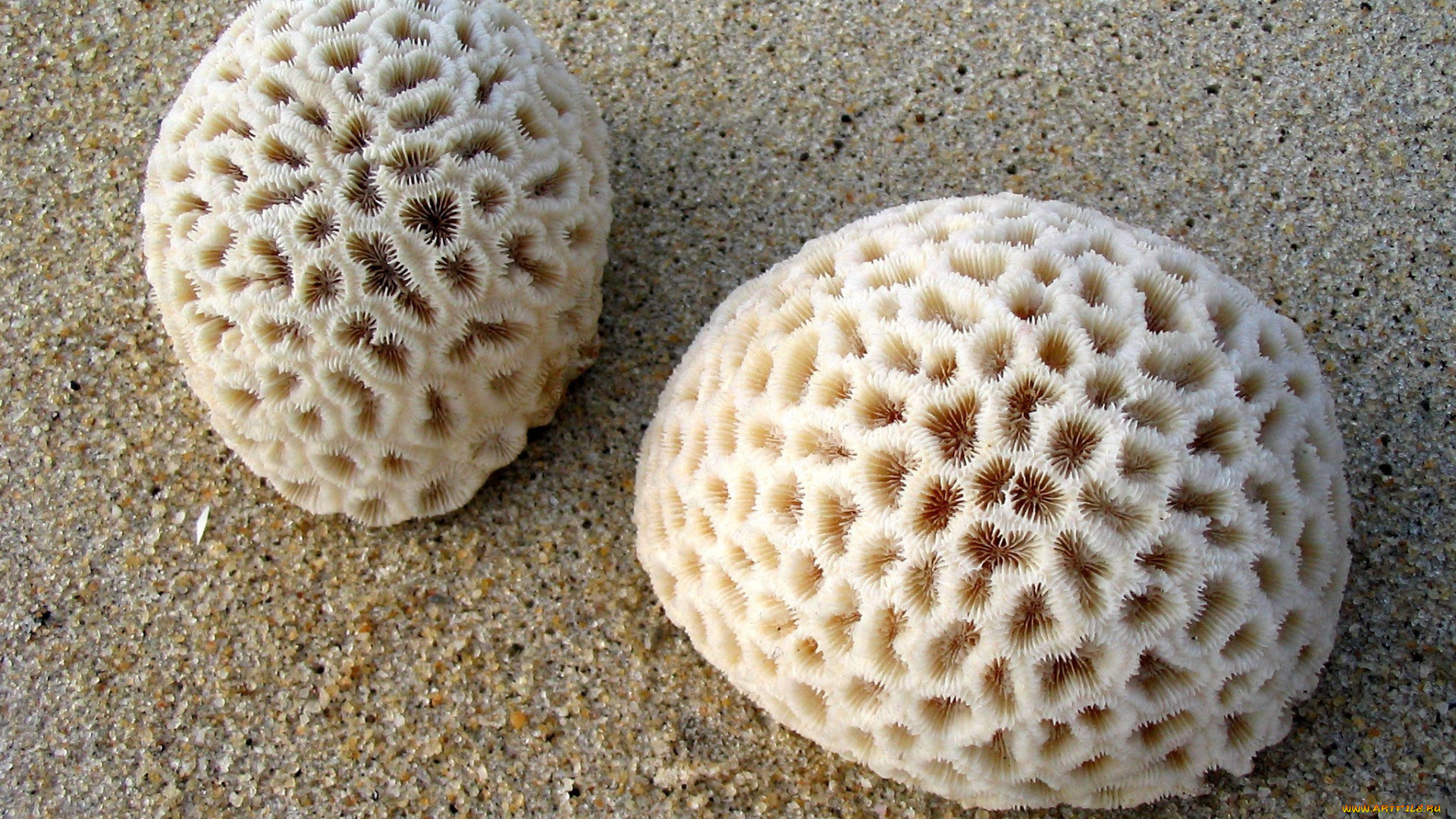 разное, ракушки, кораллы, декоративные, spa, камни, белый