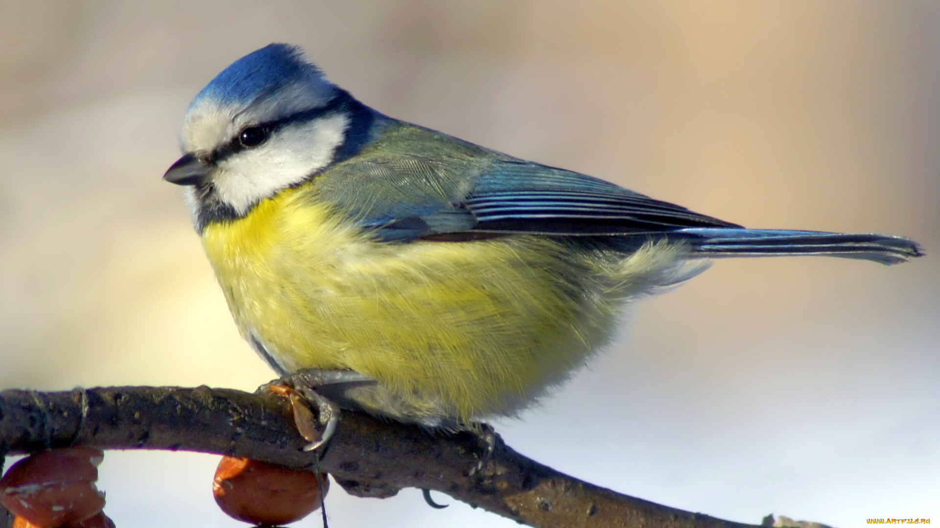 животные, синицы, лазоревки, синица