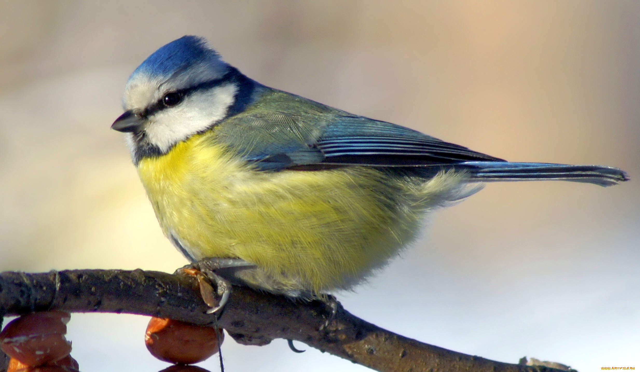 животные, синицы, лазоревки, синица