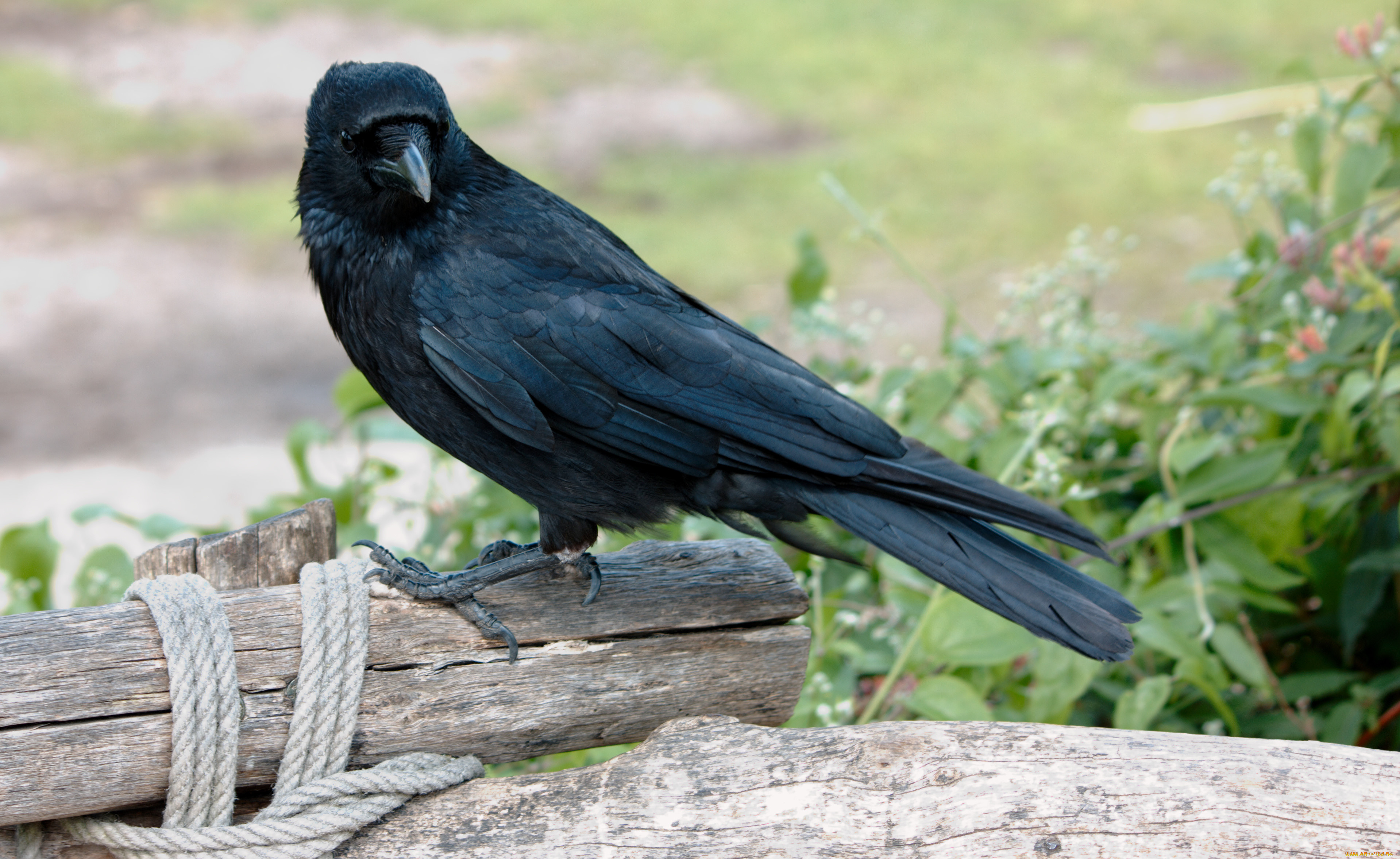 животные, вороны, грачи, галки, птица