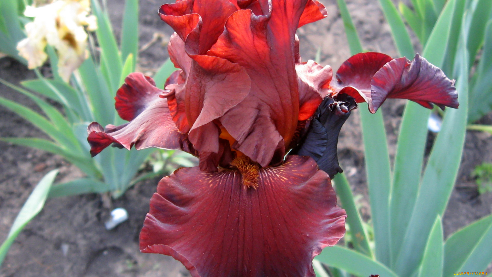 цветы, ирисы, ирис, бордовый