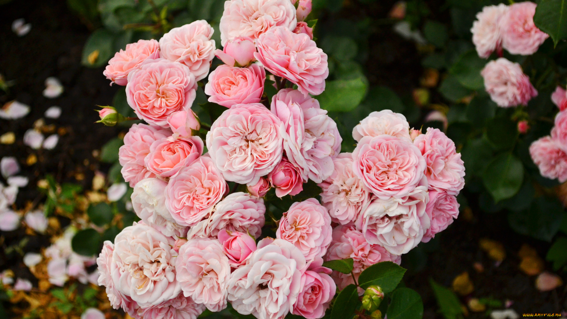 цветы, розы, розовые, куст