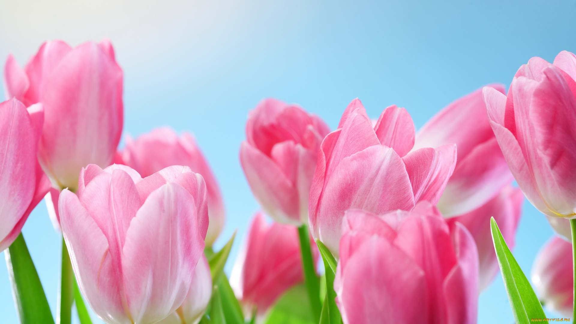 цветы, тюльпаны