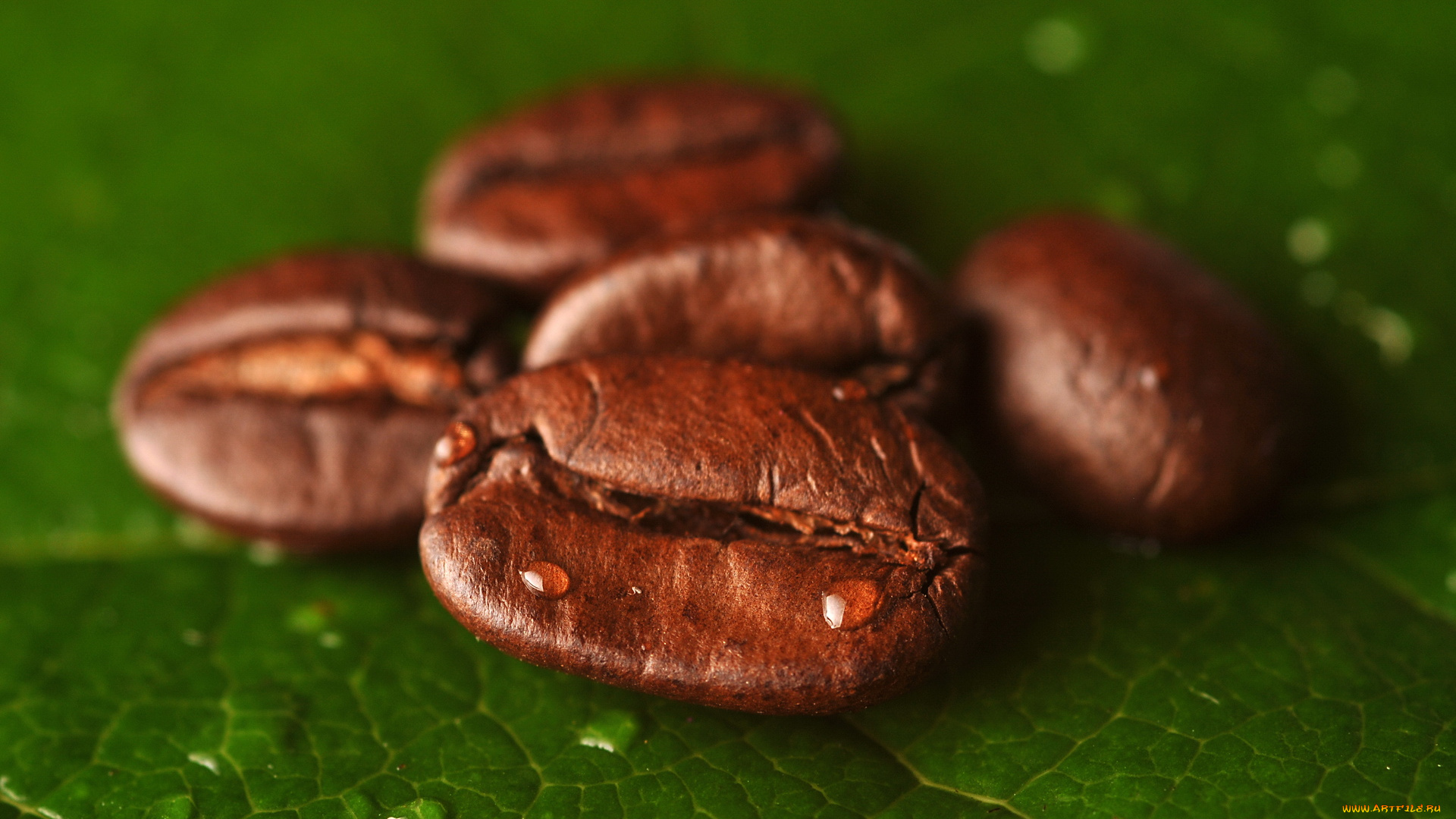 еда, кофе, , кофейные, зёрна, листик