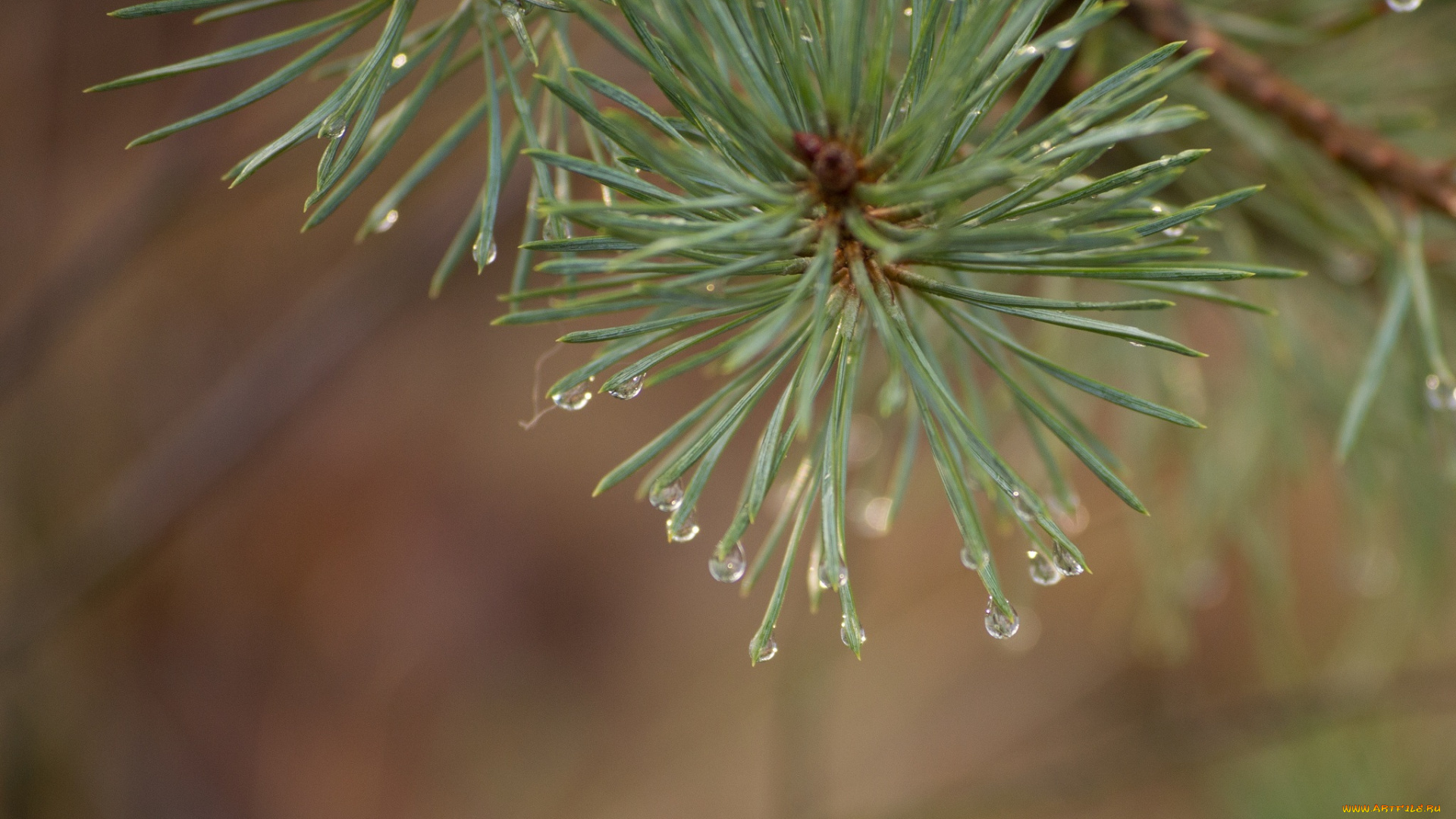 природа, макро, капли, иголки, хвоя