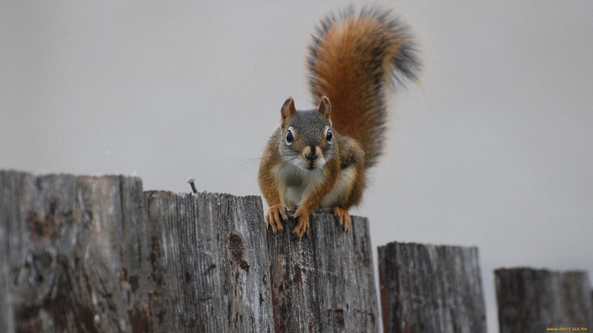 животные, белки, сидит, забор, пушистый, хвост, белка
