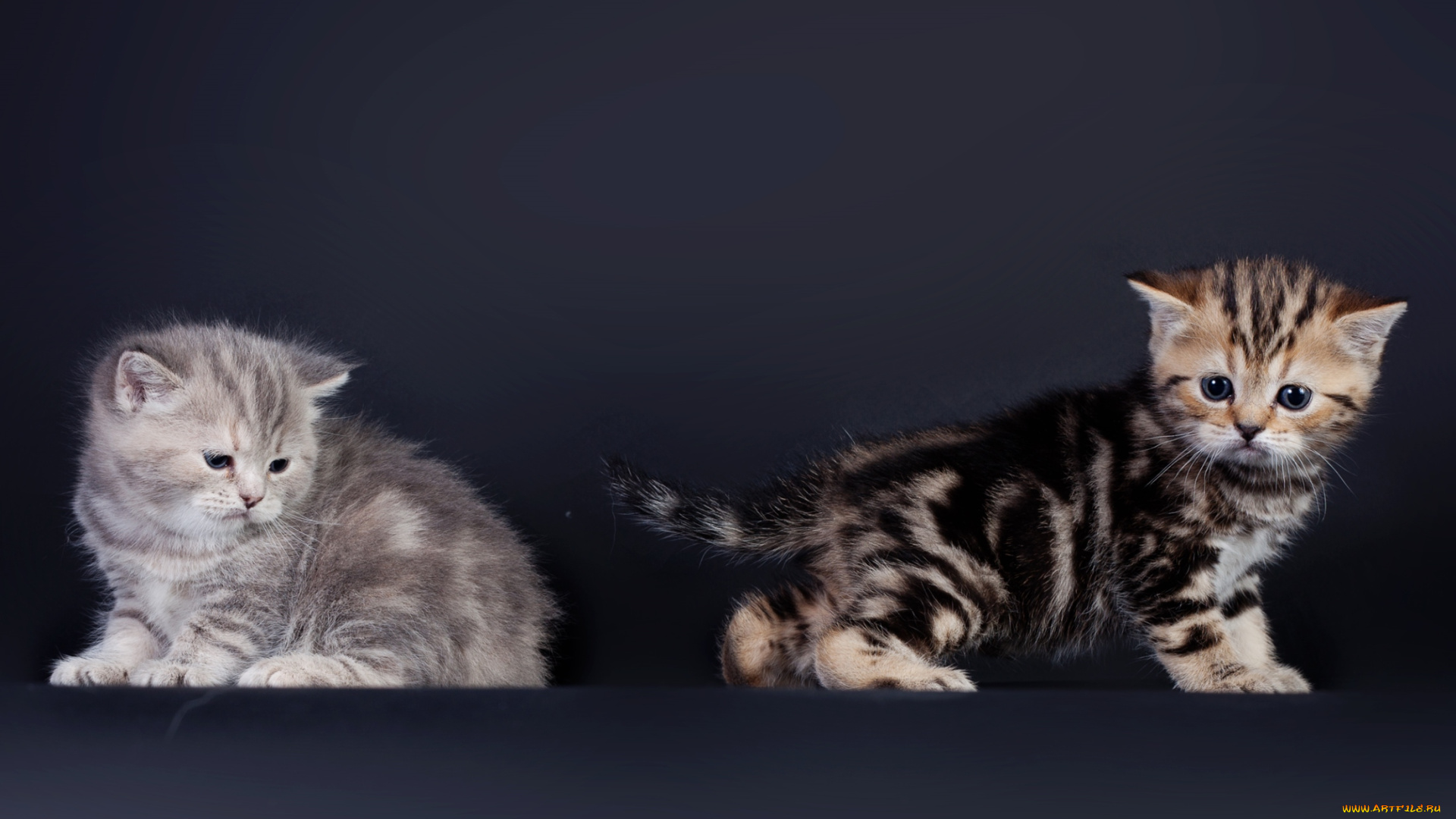 животные, коты, котята