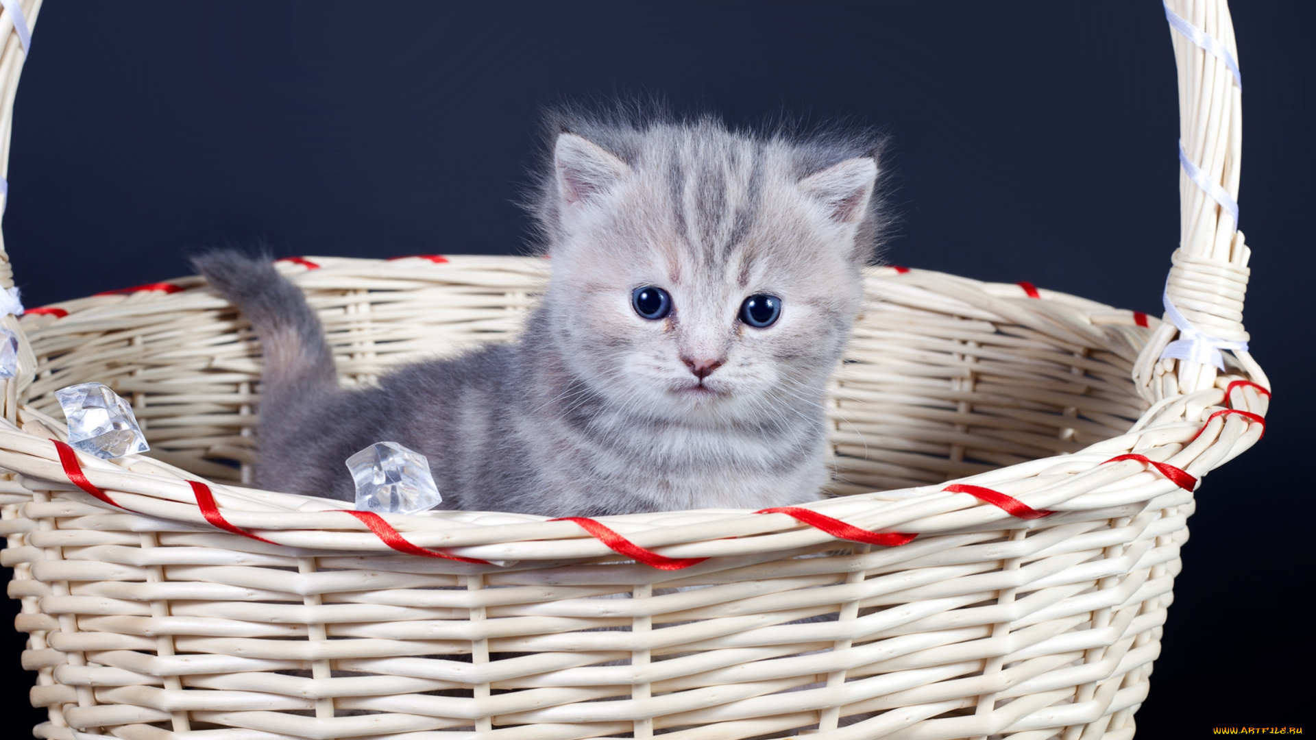 животные, коты, малыш, корзина