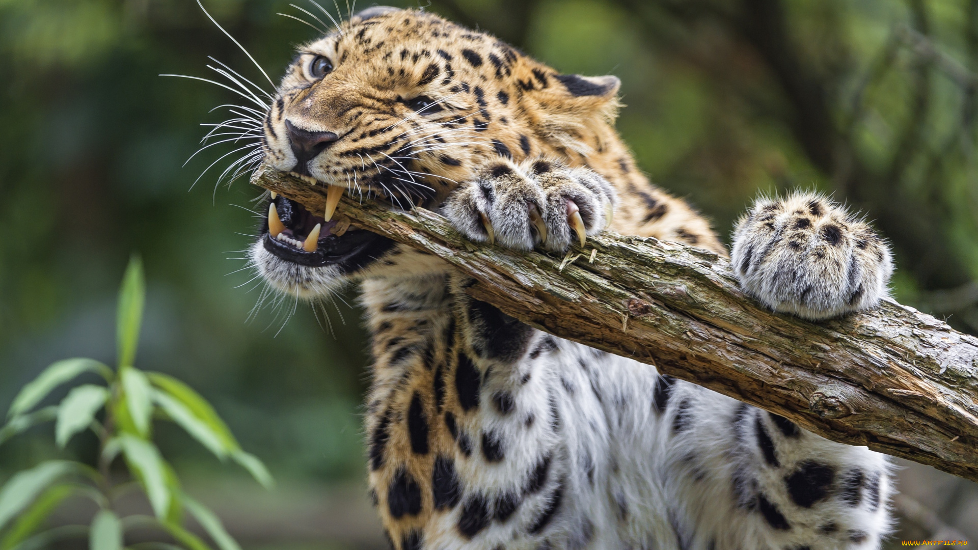 животные, леопарды, клыки, морда, леопард, грызет, бревно, когти