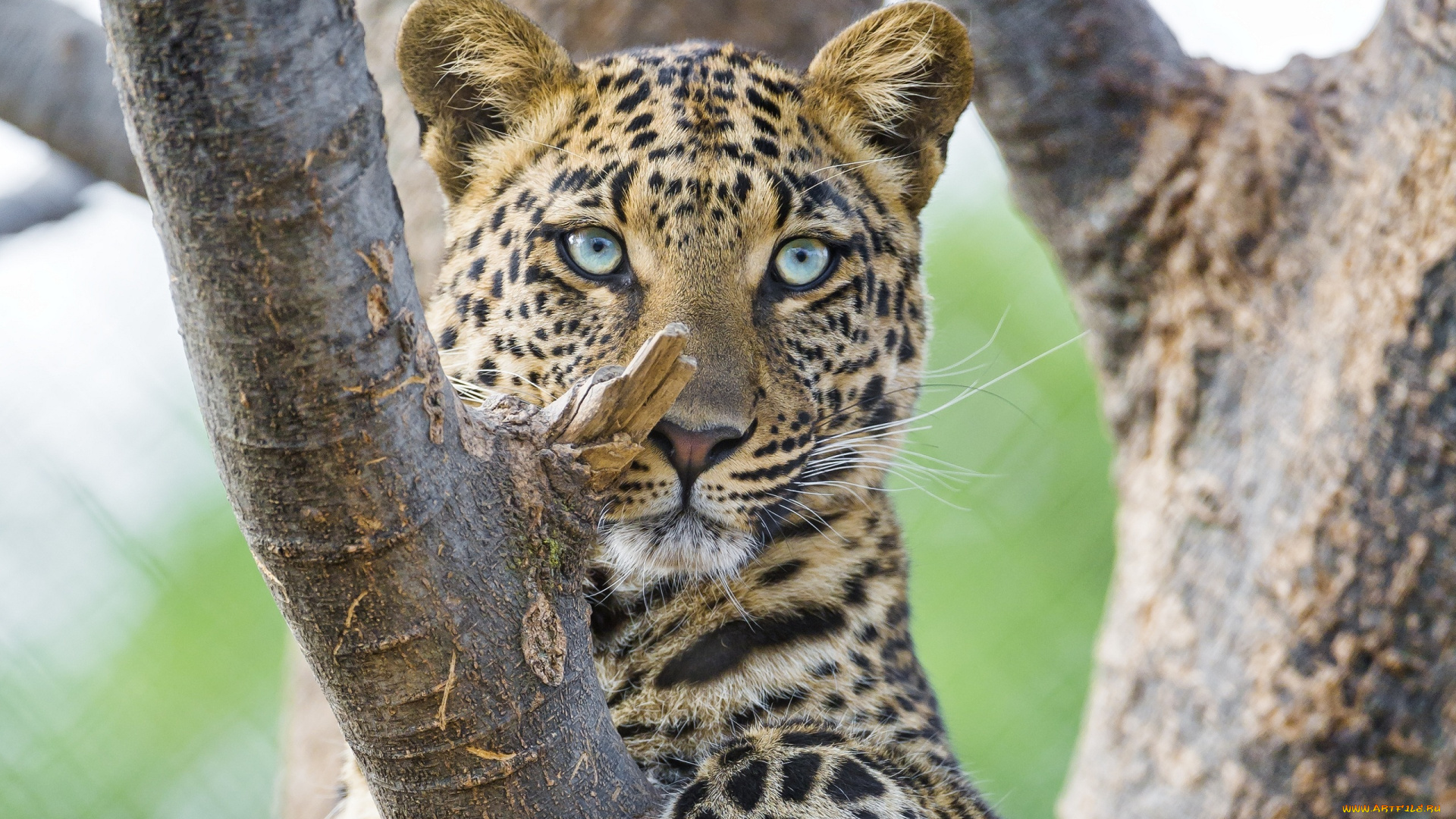 животные, леопарды, сук, морда, леопард