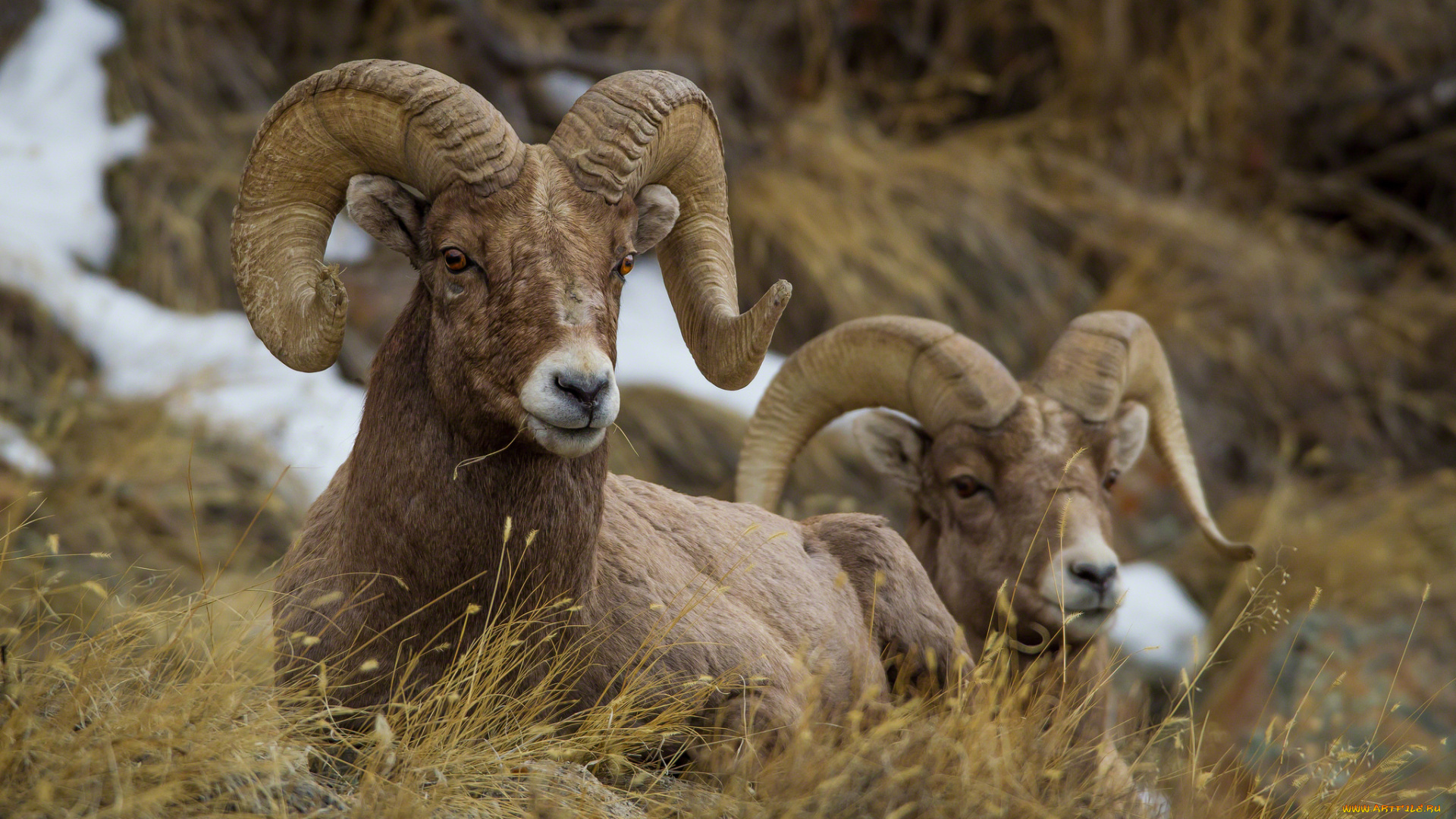 животные, овцы, , бараны, рога