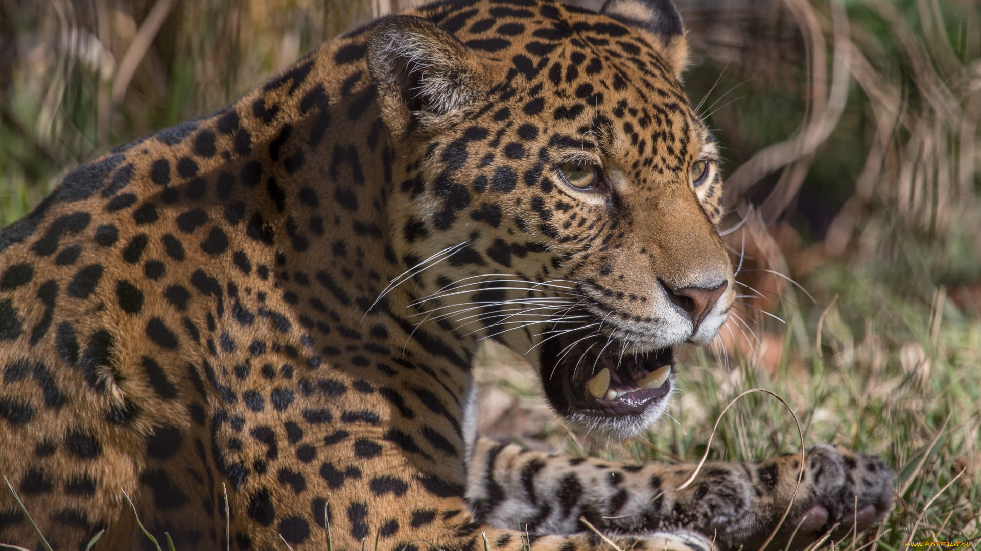 животные, Ягуары, ягуар, морда, клыки