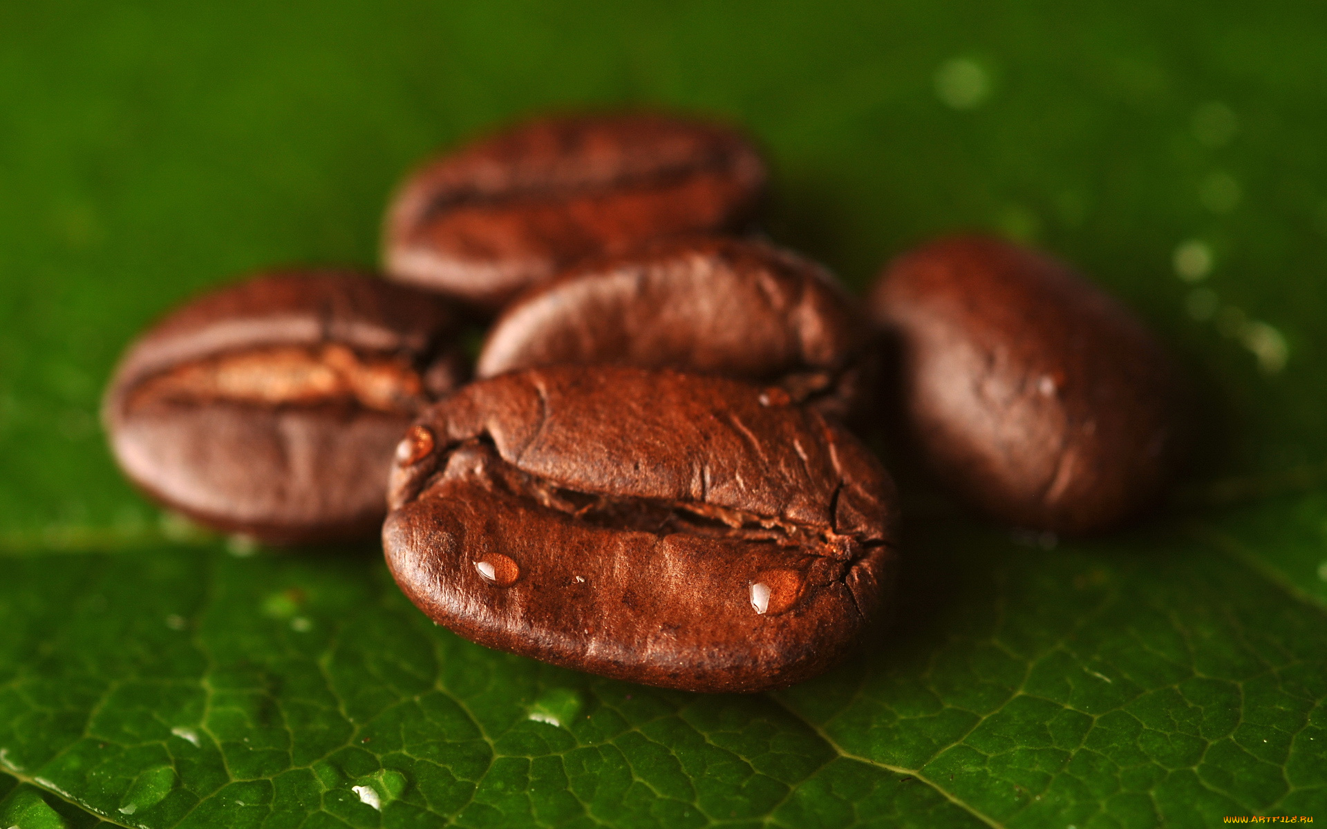 еда, кофе, , кофейные, зёрна, листик