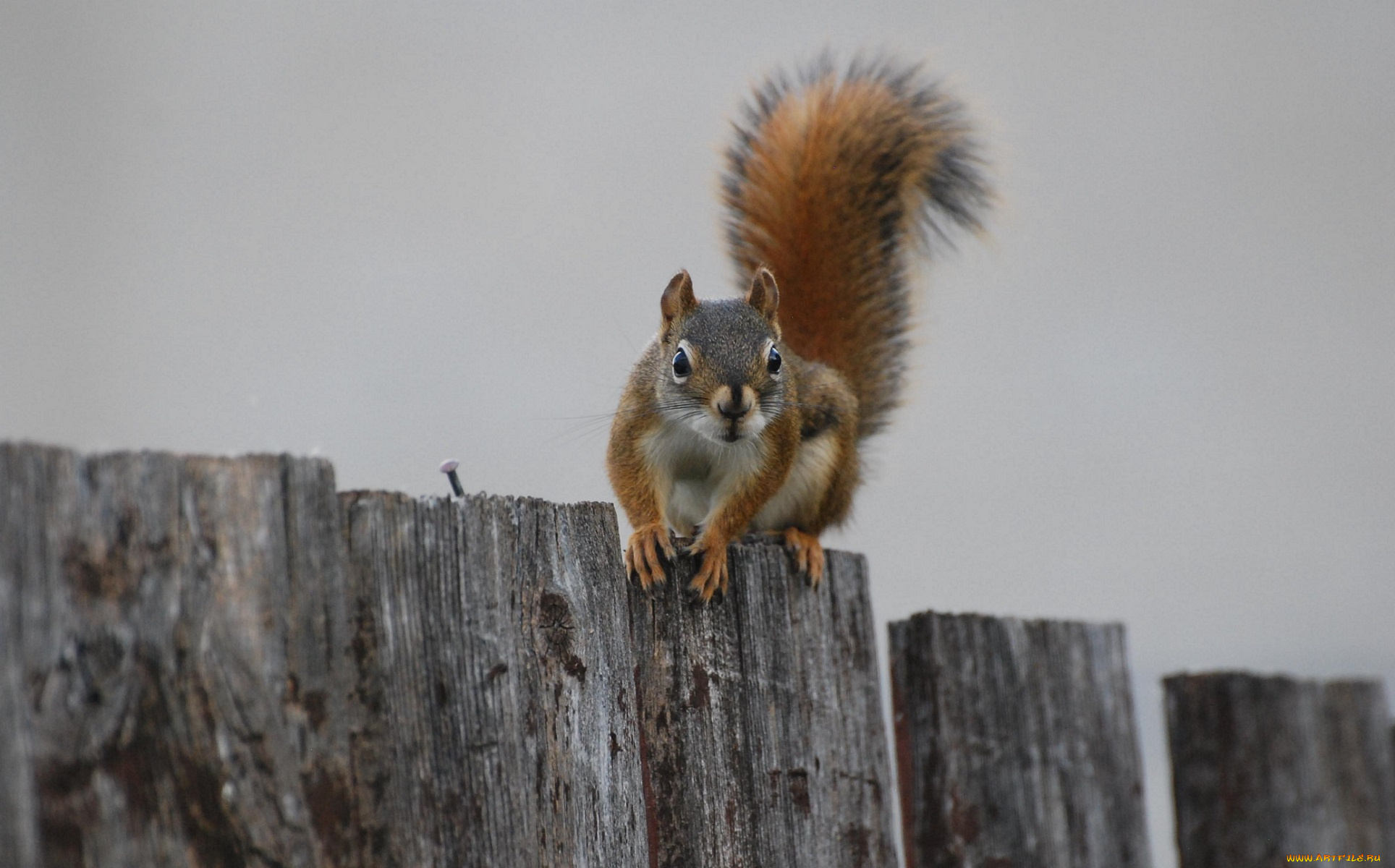 животные, белки, сидит, забор, пушистый, хвост, белка