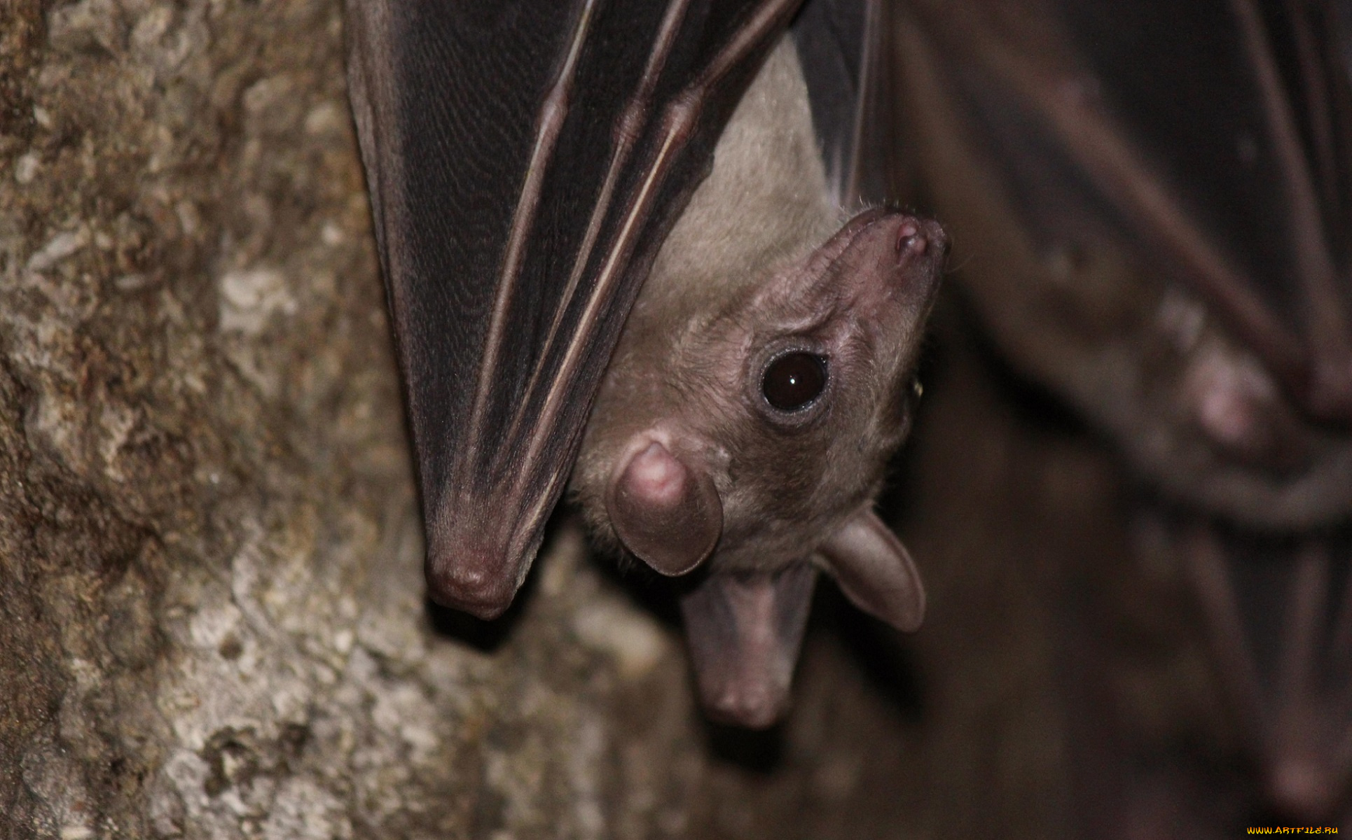 животные, летучие, мыши, мыша, крылья, глазки-бусинки, летучая