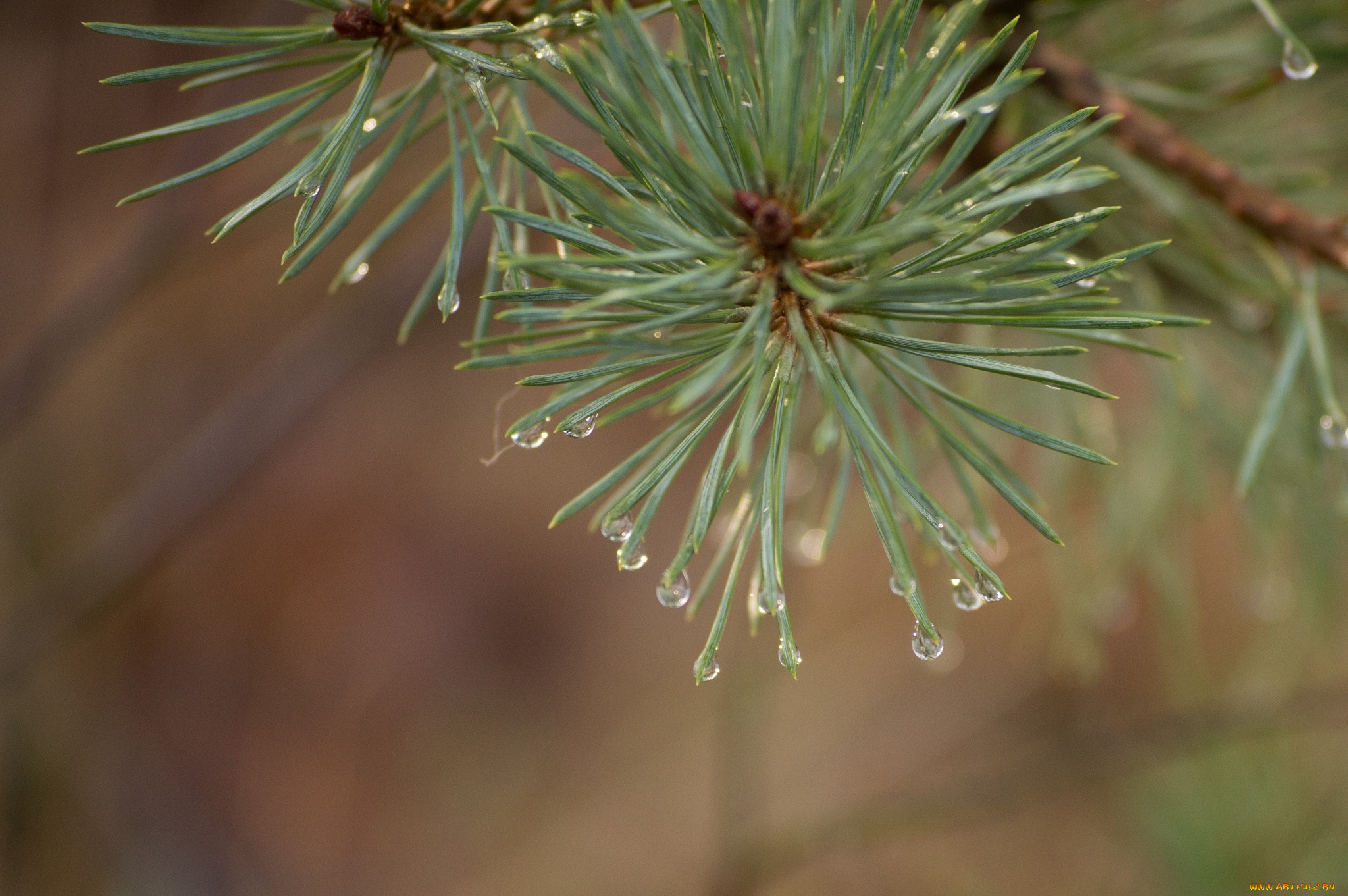 природа, макро, капли, иголки, хвоя