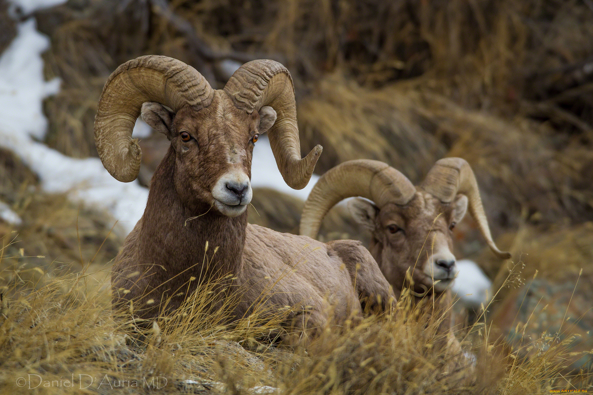 животные, овцы, , бараны, рога