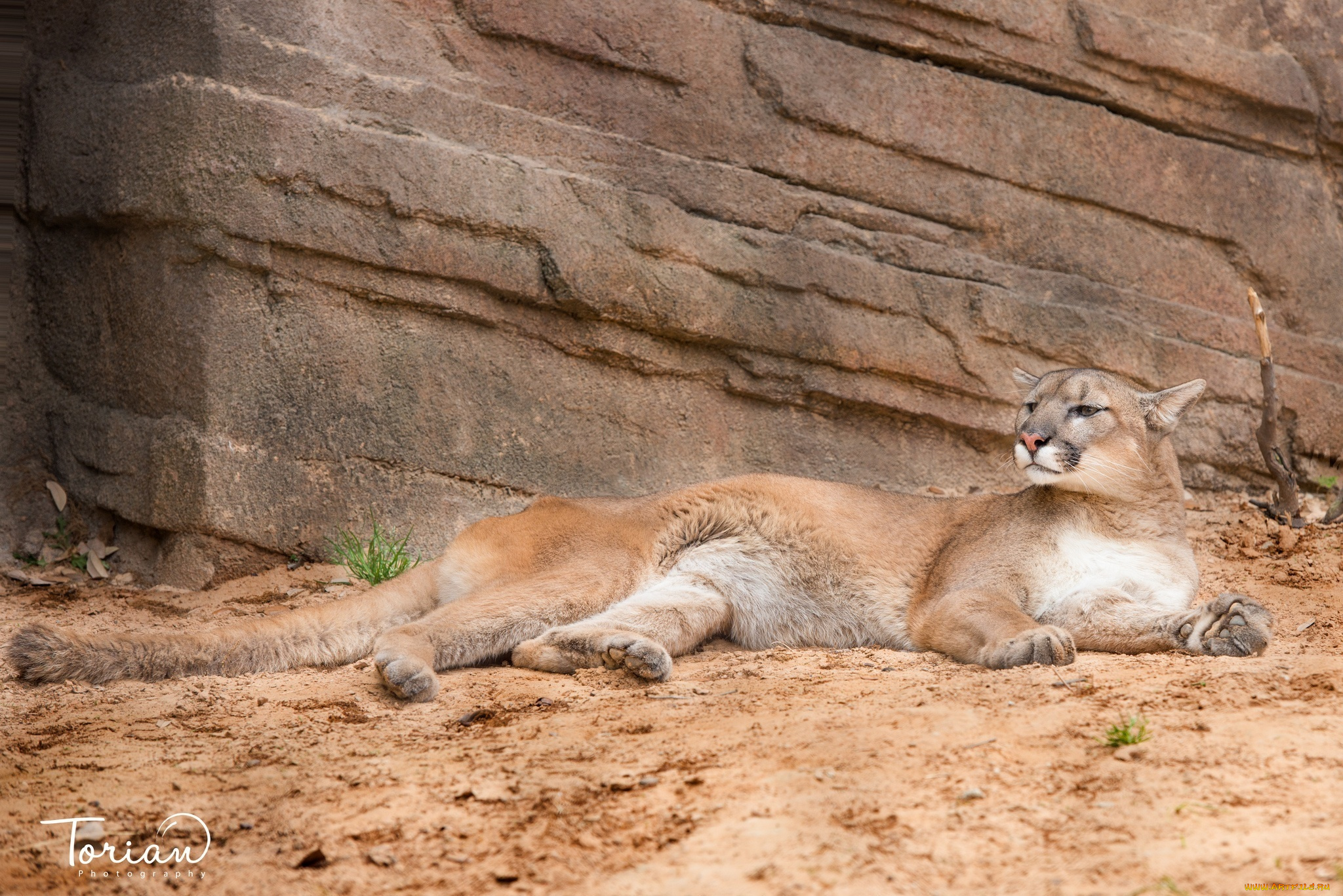 животные, пумы, скалы, отдых, лежит, кугуар