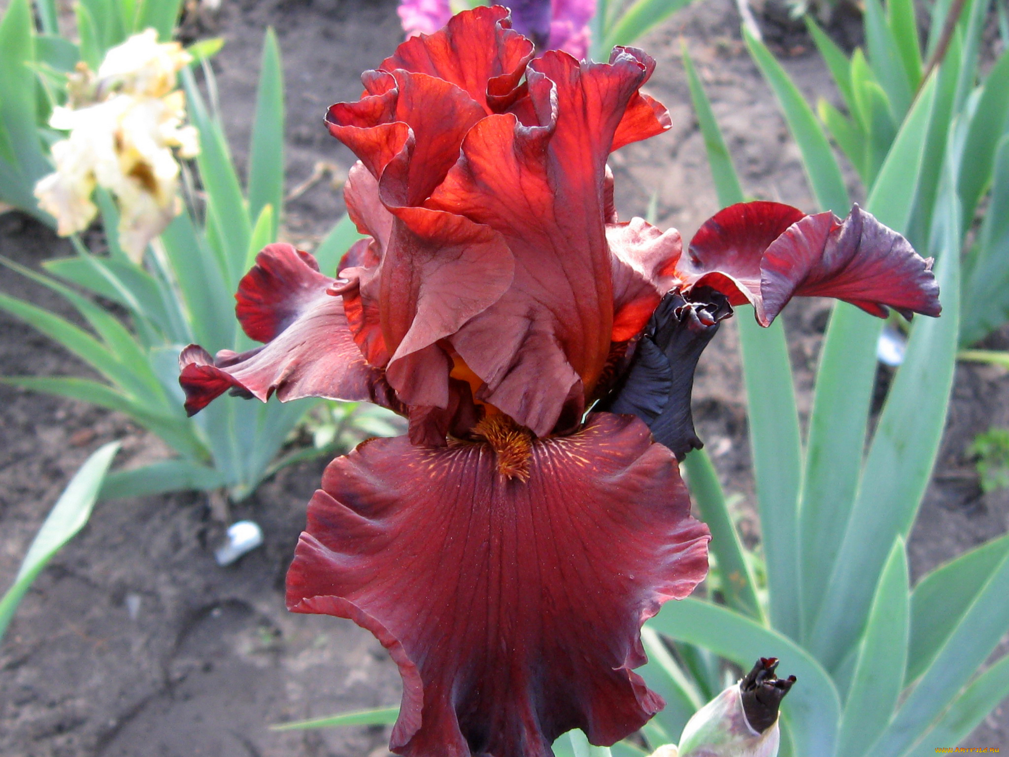 цветы, ирисы, ирис, бордовый