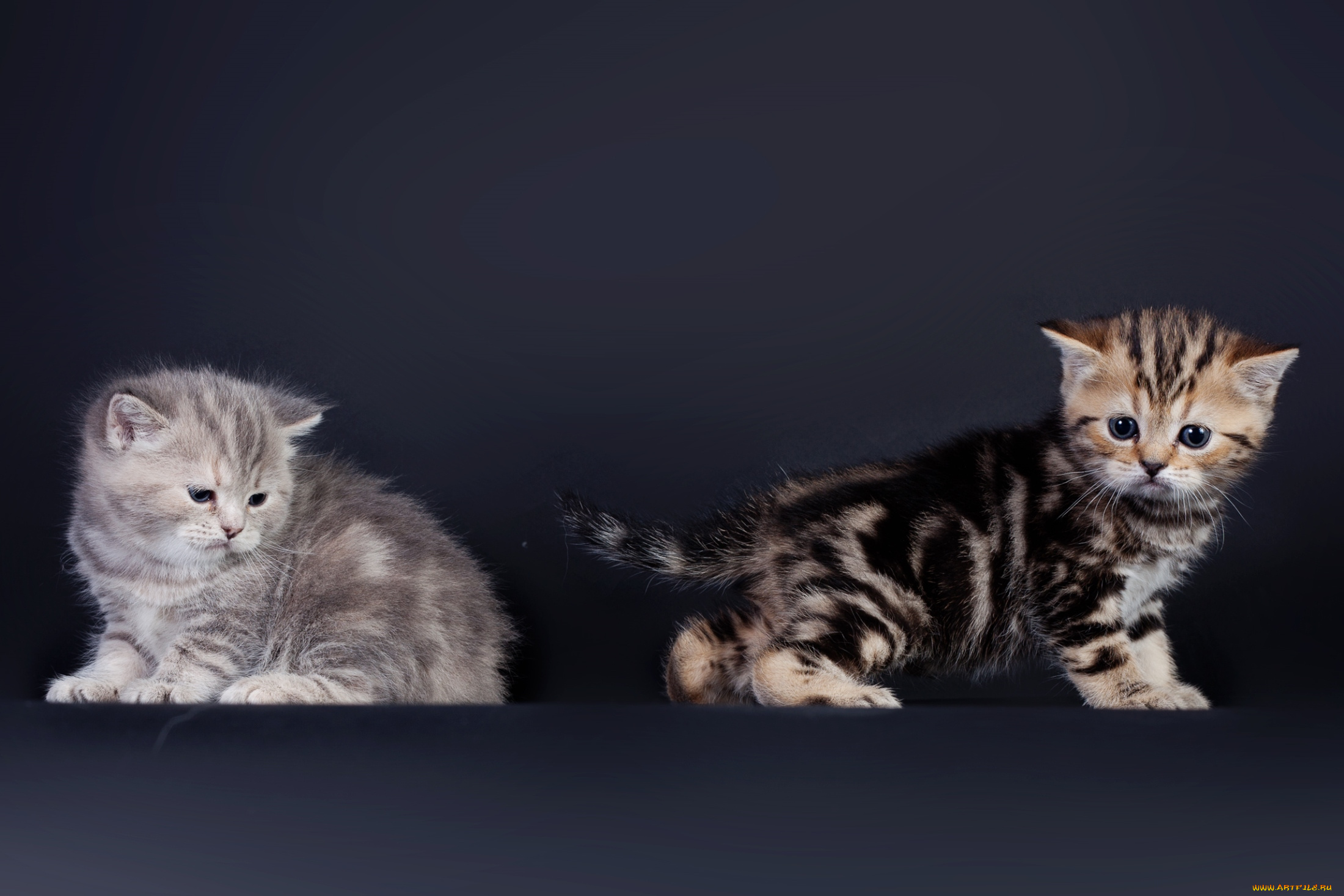 животные, коты, котята