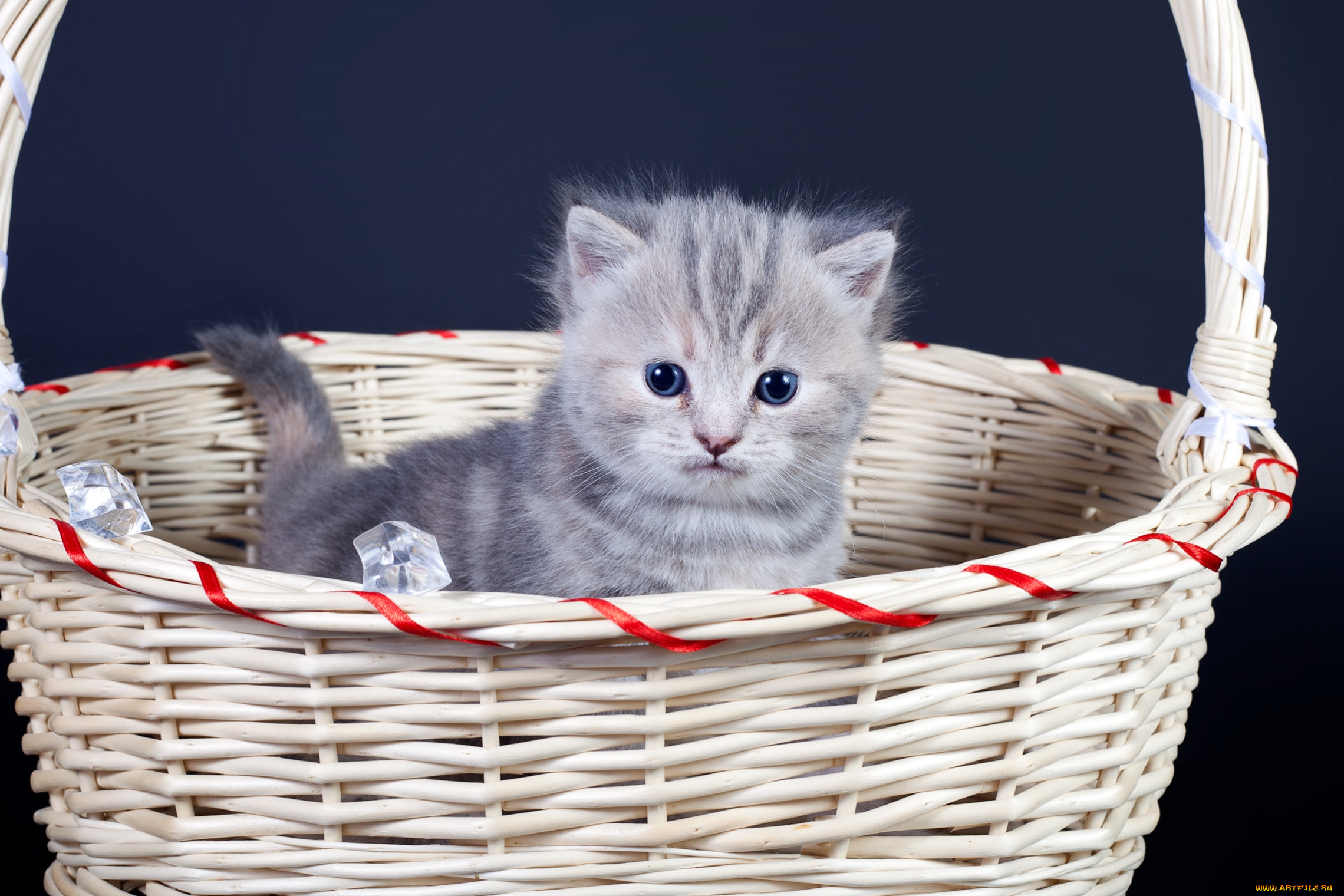 животные, коты, малыш, корзина