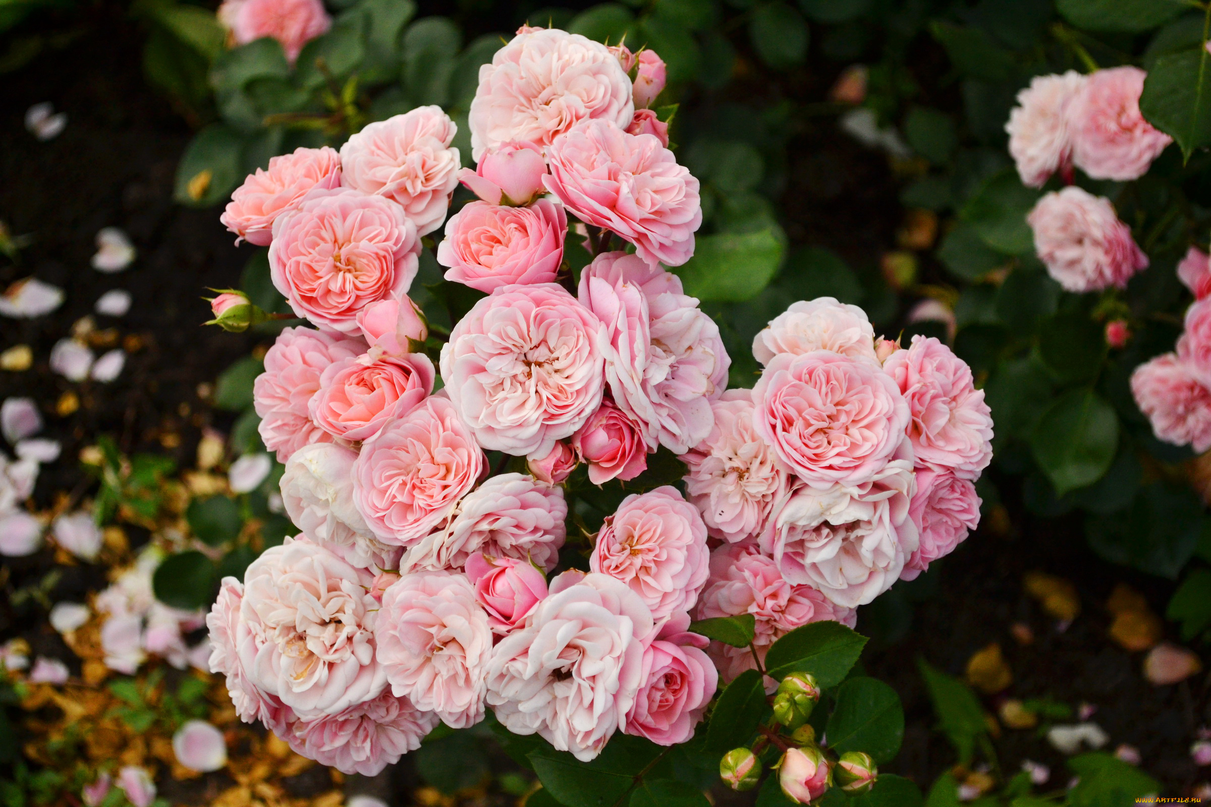 цветы, розы, розовые, куст