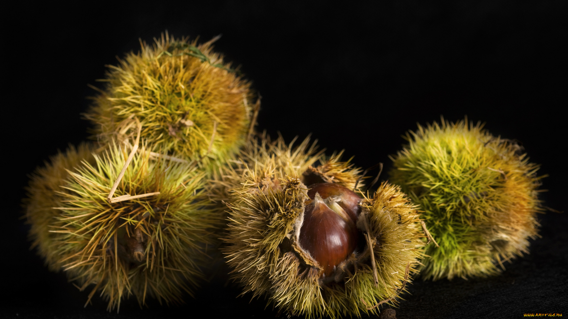 еда, орехи, , каштаны, , какао-бобы, колючки, каштаны