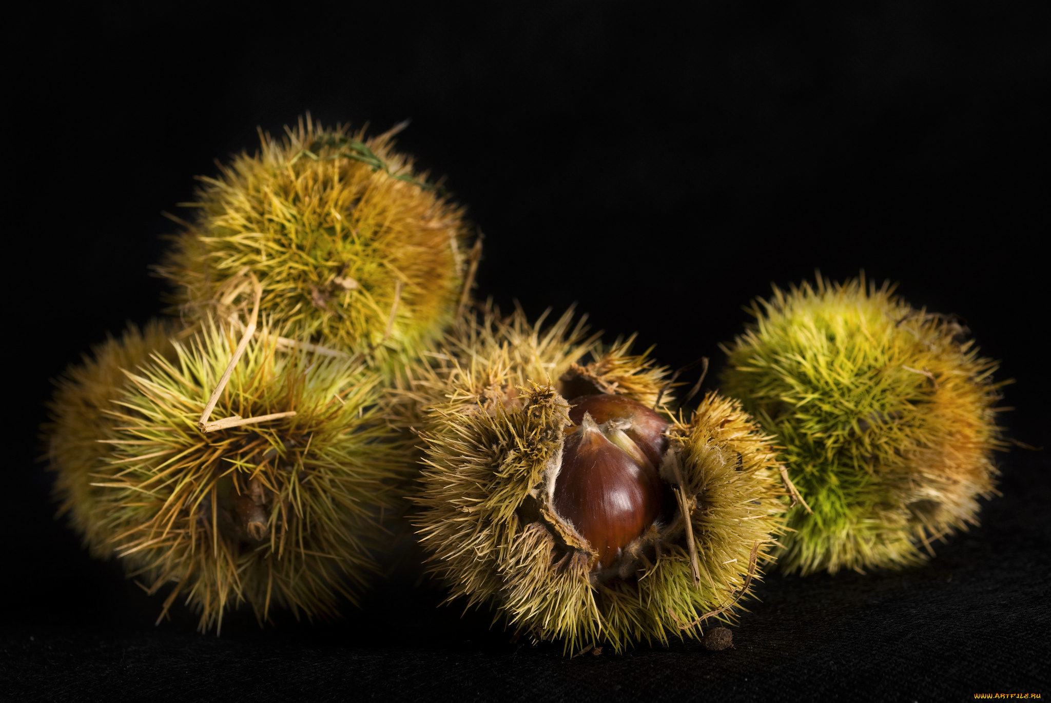 еда, орехи, , каштаны, , какао-бобы, колючки, каштаны