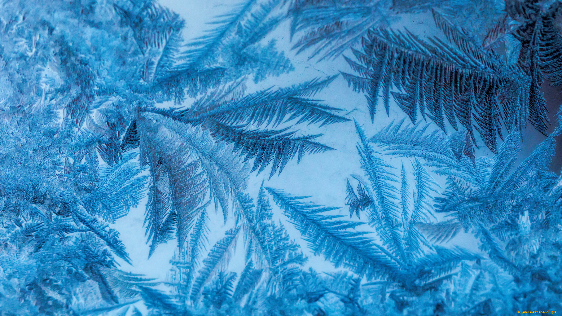 природа, макро, узоры