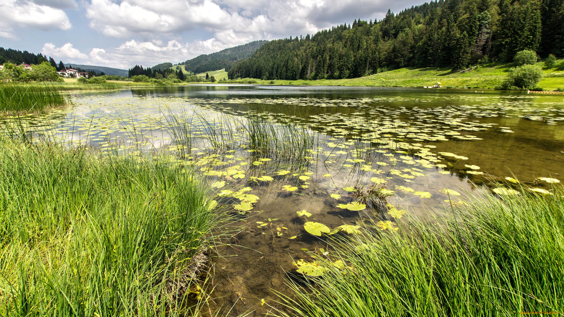 природа, реки, озера, лес, река