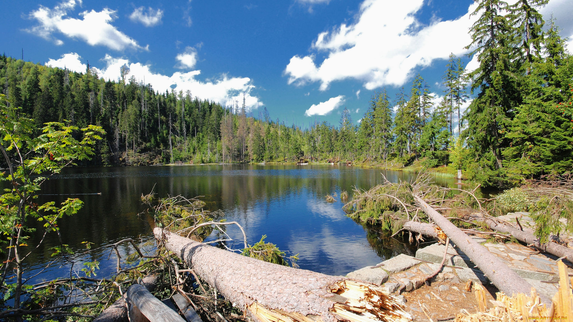 природа, реки, озера, река, лес