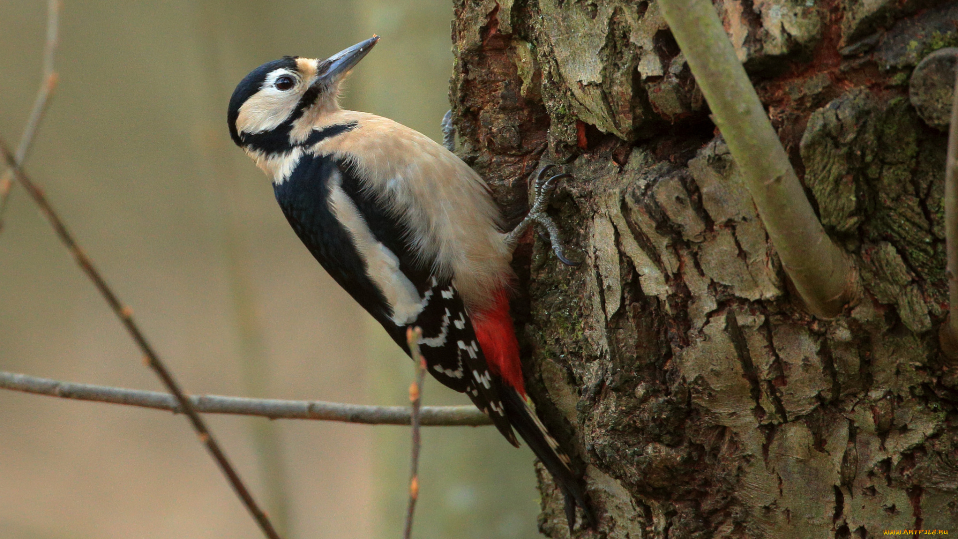 животные, дятлы, птичка