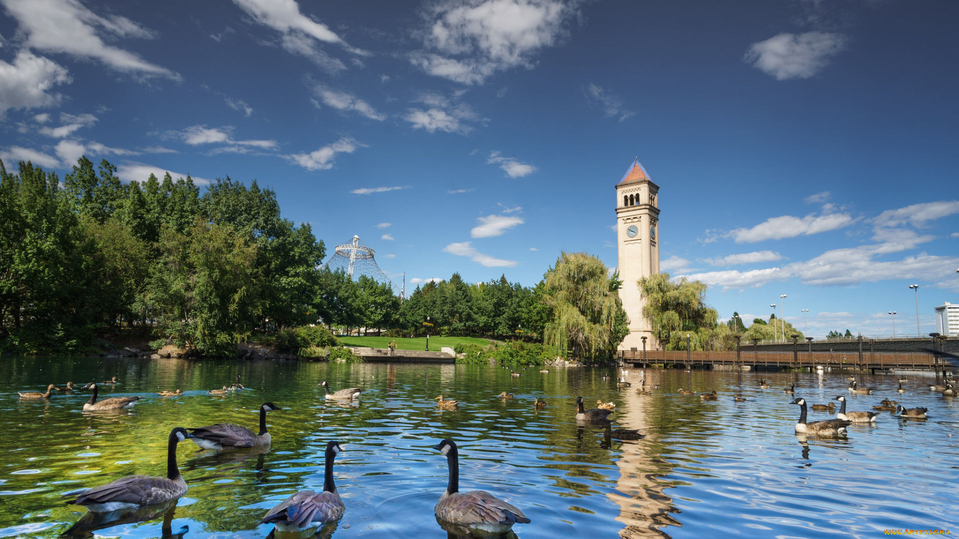 животные, гуси