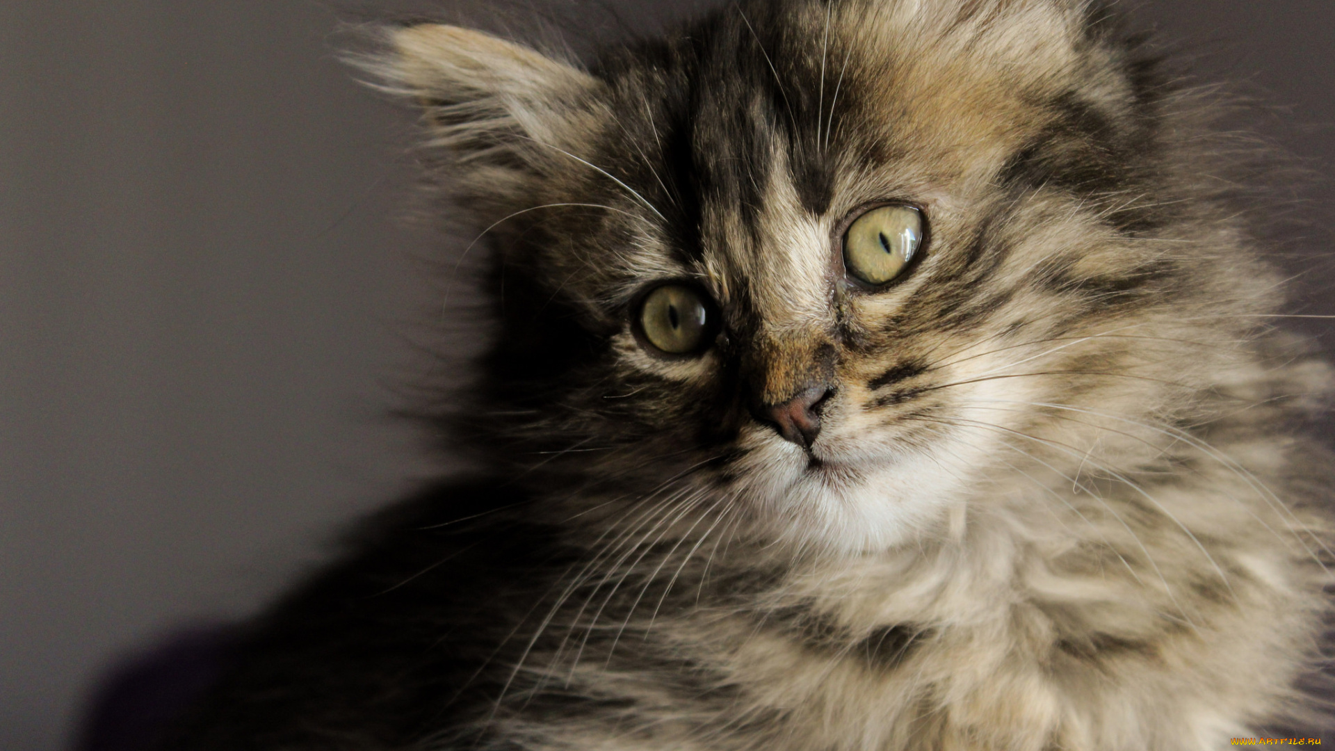 животные, коты, киса