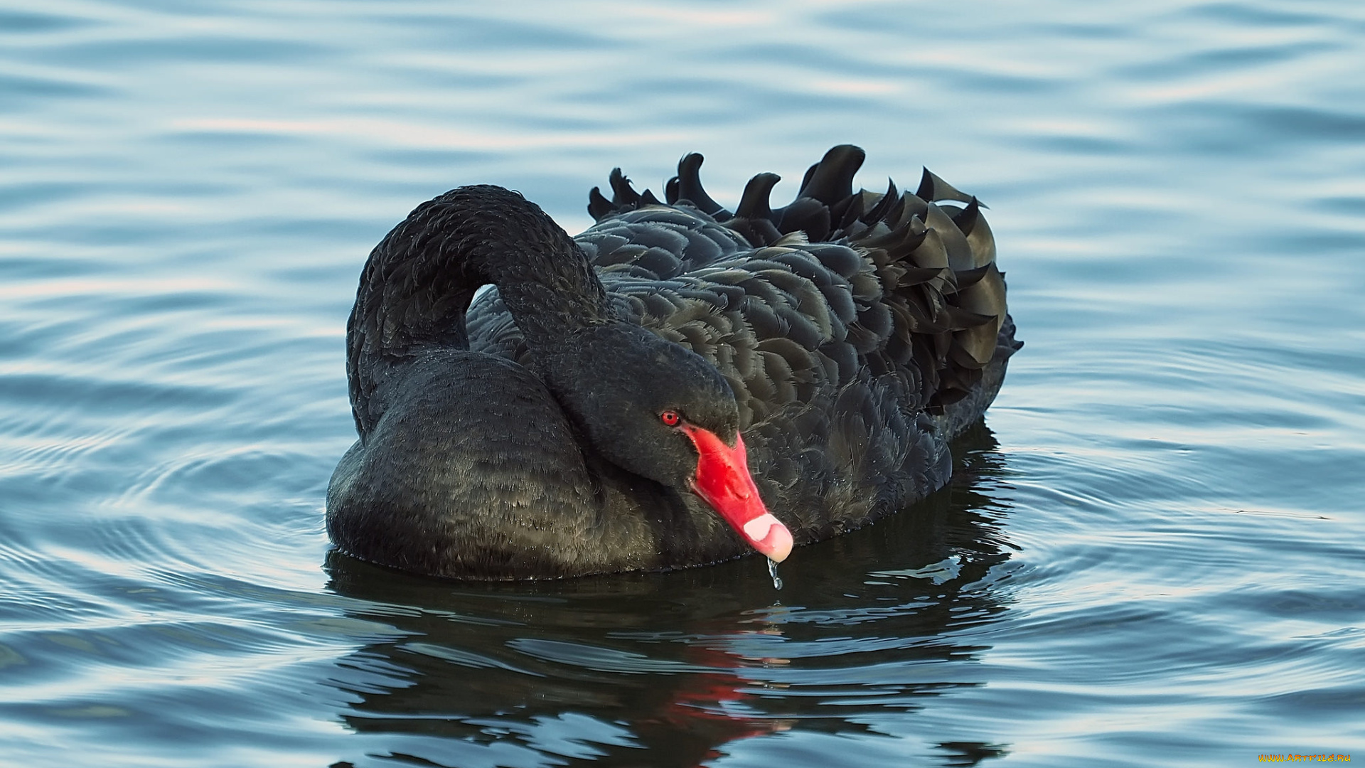 животные, лебеди, черный, лебедь