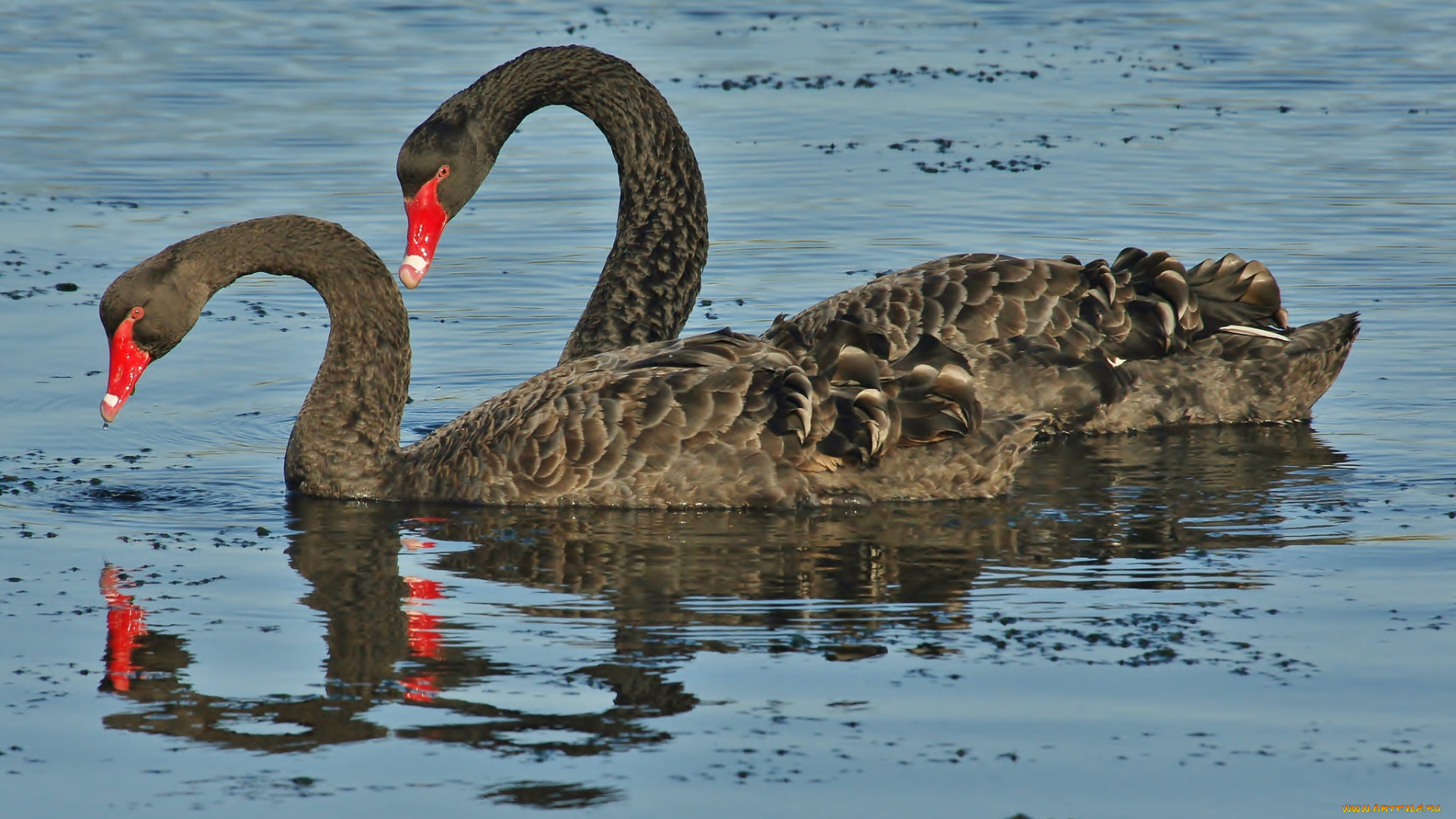 животные, лебеди, лебедь, черный